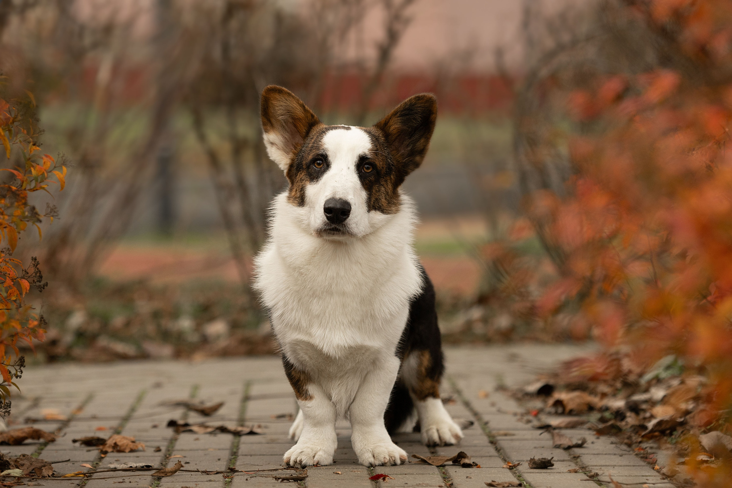 Купить щенка Вельш-корги-кардиган в семейном питомнике — Ice Fantasy