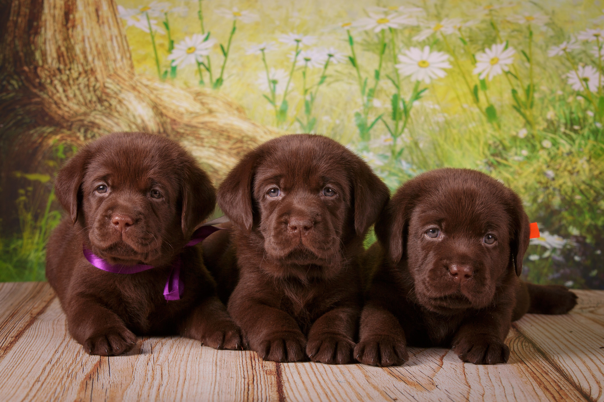 Фоны. Фотограф-анималист Natalia Deingel | Фотосъемка собак в Москве