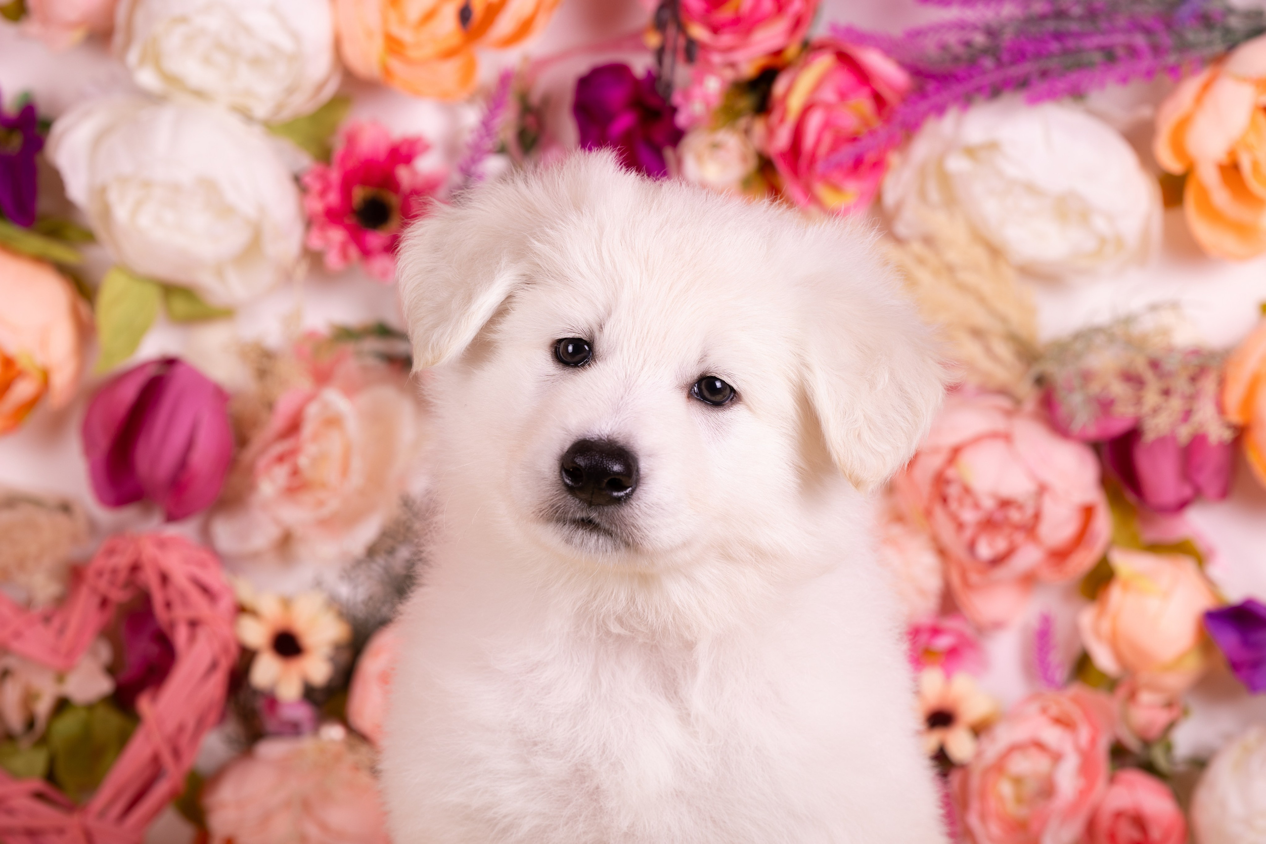 Фоны. Фотограф-анималист Natalia Deingel | Фотосъемка собак в Москве