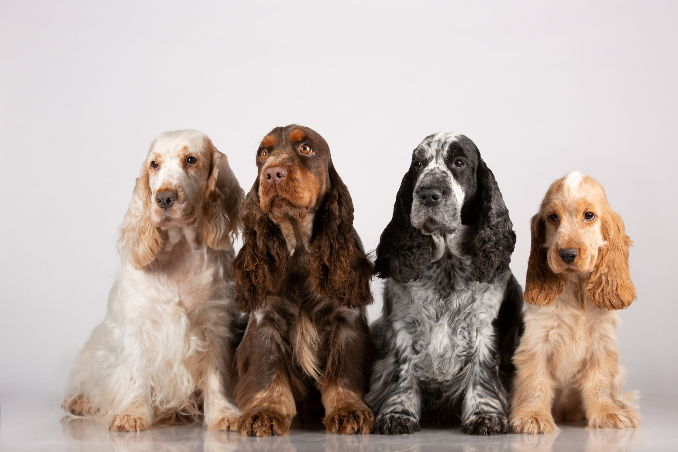 Фоны. Фотограф-анималист Natalia Deingel | Фотосъемка собак в Москве