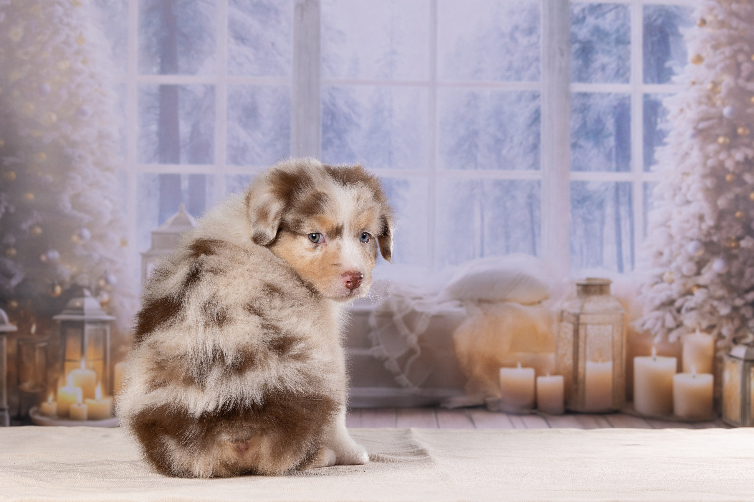 Фоны. Фотограф-анималист Natalia Deingel | Фотосъемка собак в Москве