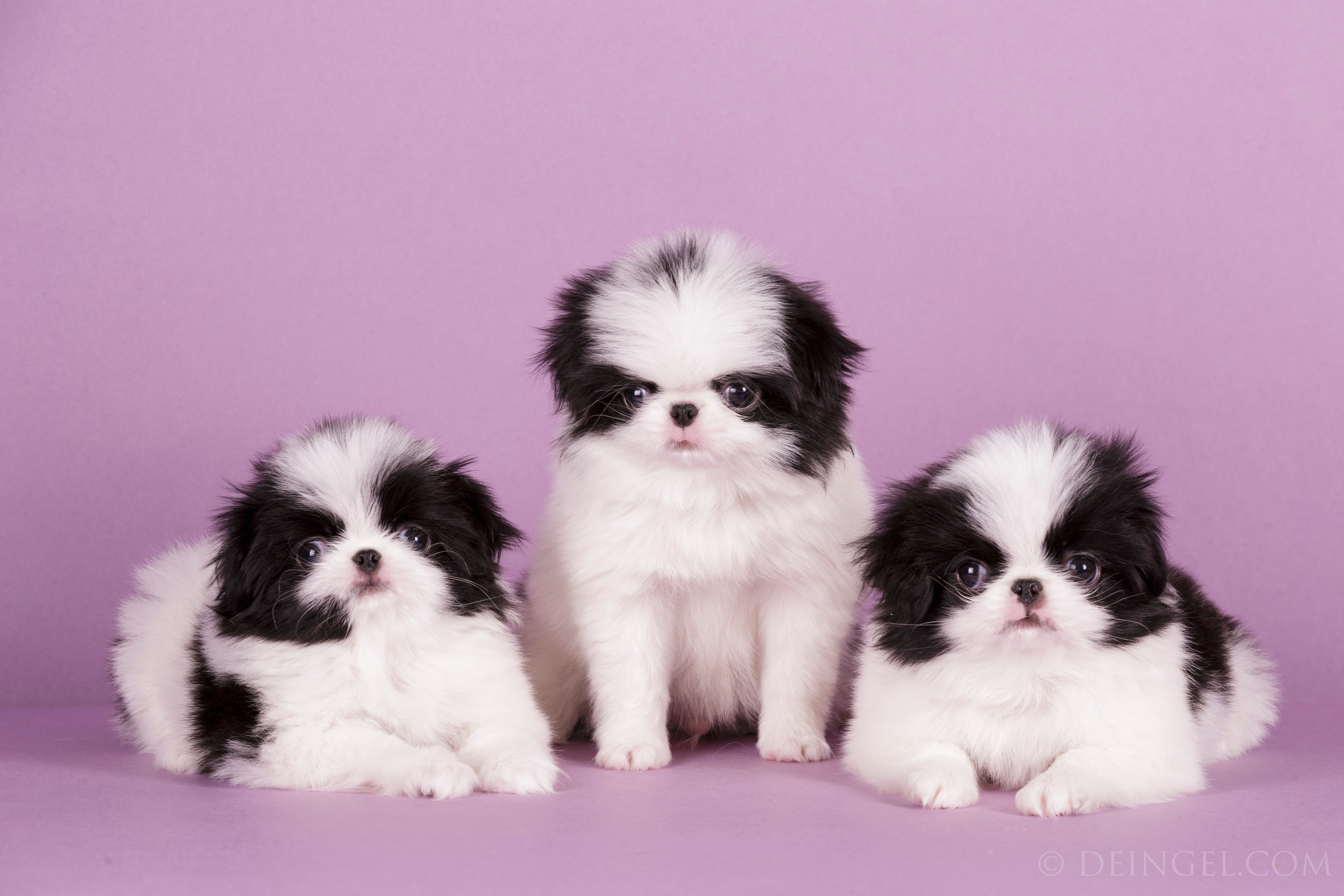 Фоны. Фотограф-анималист Natalia Deingel | Фотосъемка собак в Москве