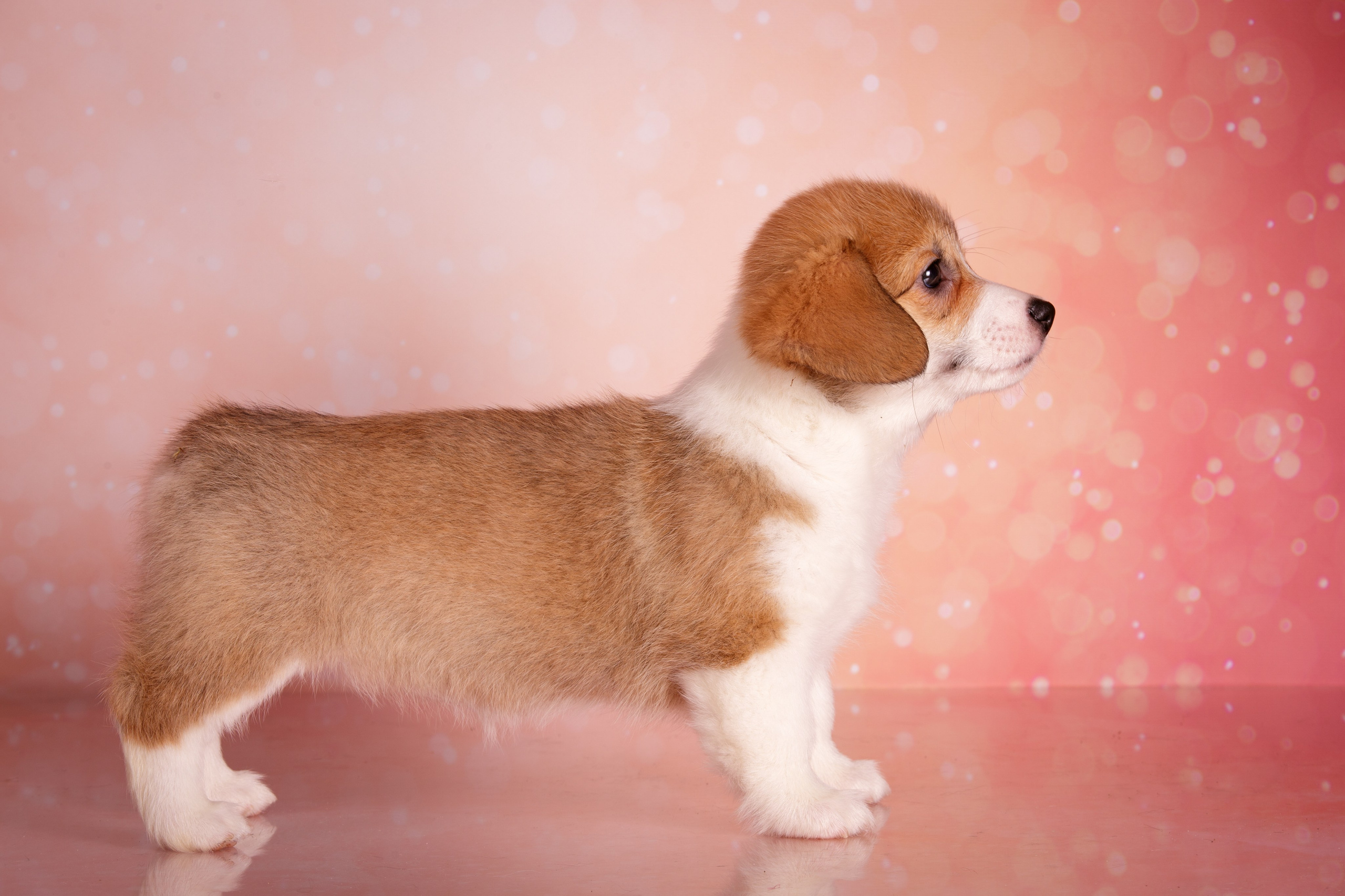 Фоны. Фотограф-анималист Natalia Deingel | Фотосъемка собак в Москве