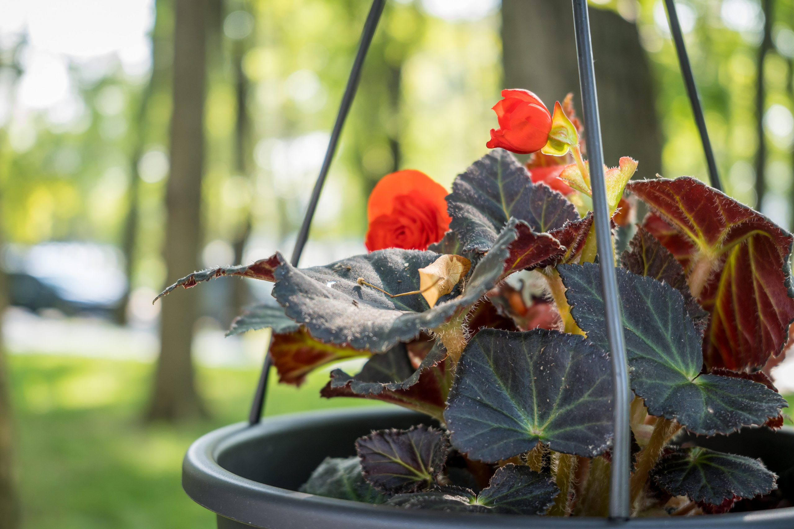Цветы в кашпо на Северном речном вокзале в Москве