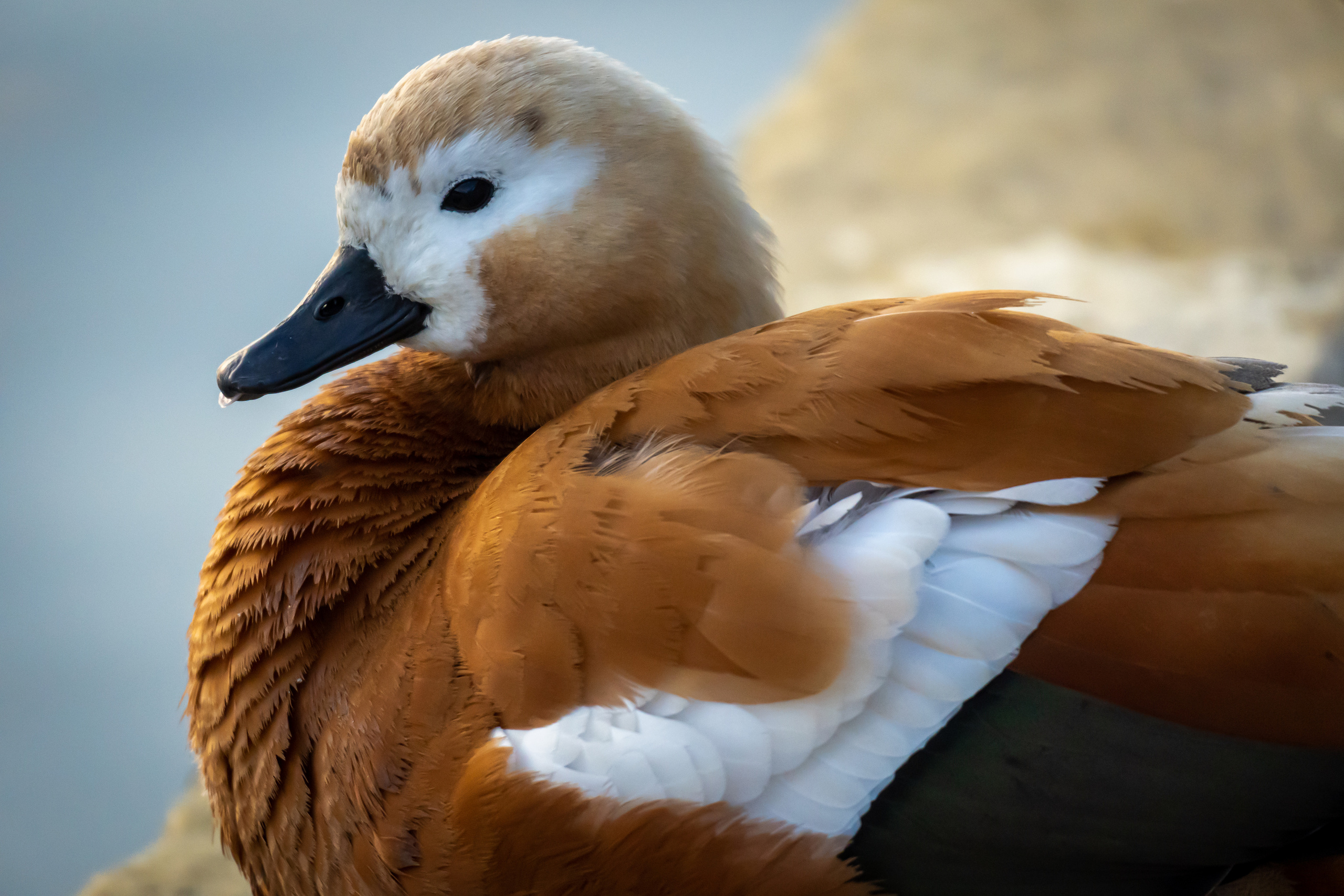 Утки на воде в Лужниках