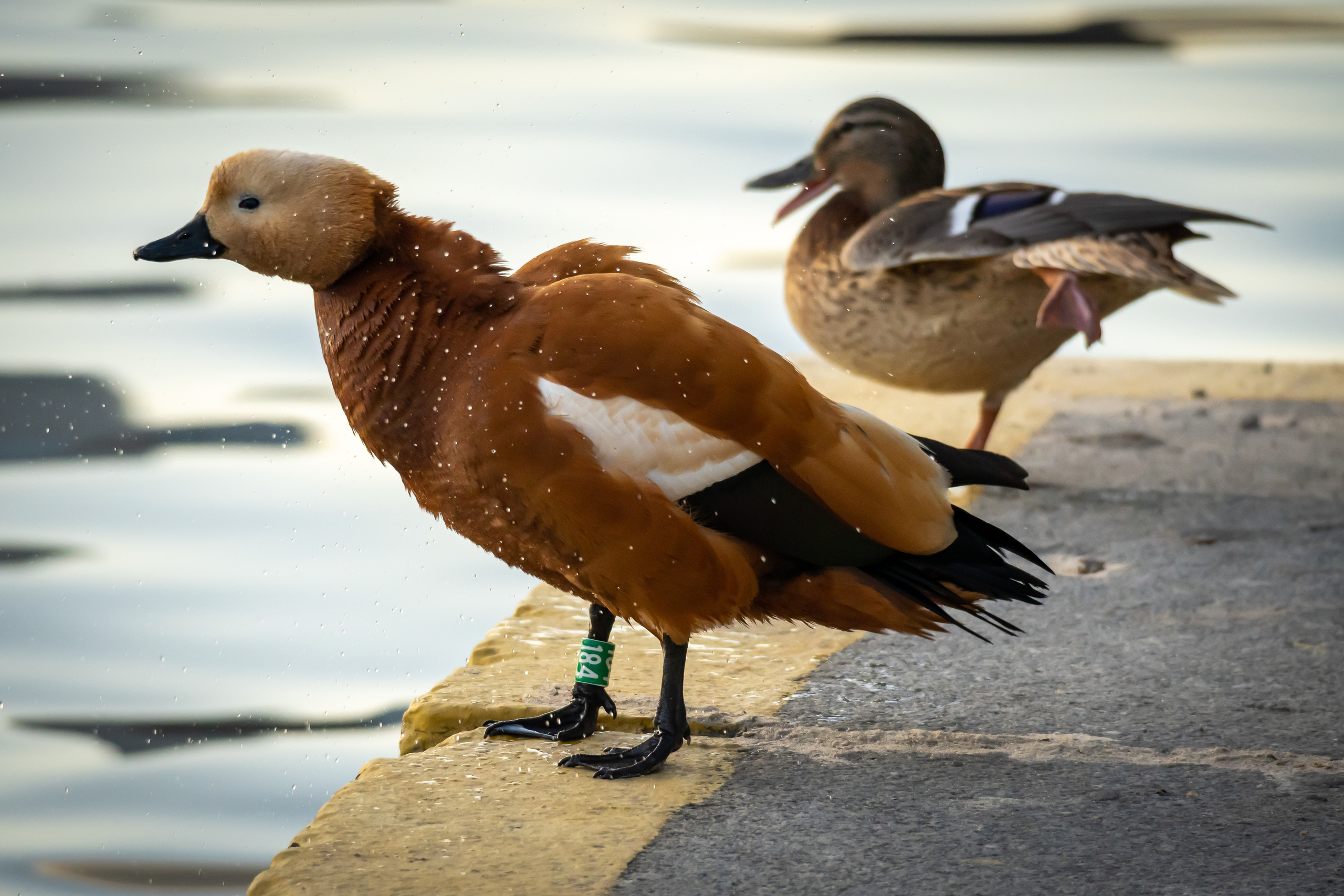 Утки на воде в Лужниках