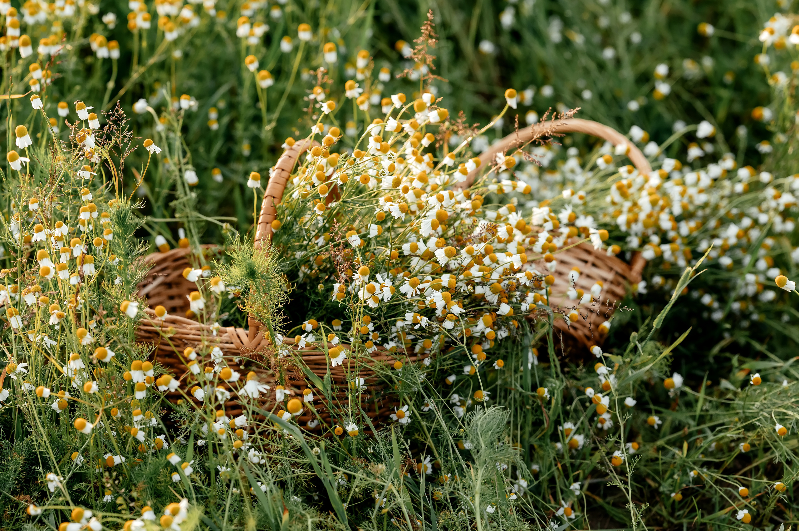 Что и где цветёт в Щёлково. Свадебный и семейный фотограф Виктория Носачёва. Щелково, Москва и МО