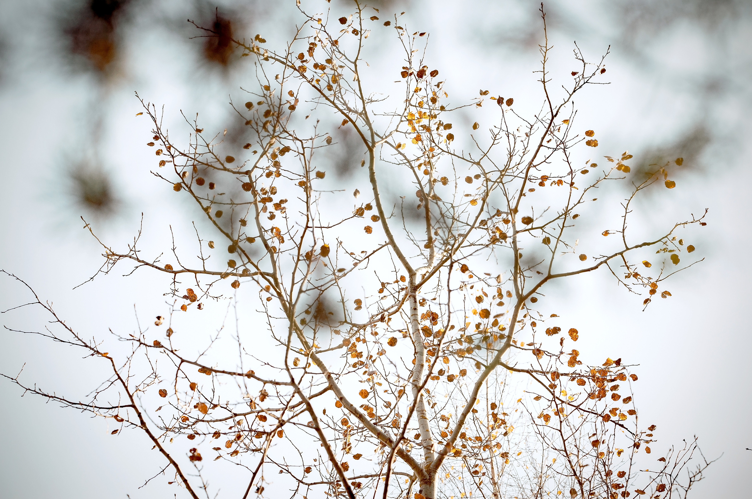 Места для фотосессий в Щёлково. Свадебный и семейный фотограф Виктория Носачёва. Щелково, Москва и МО