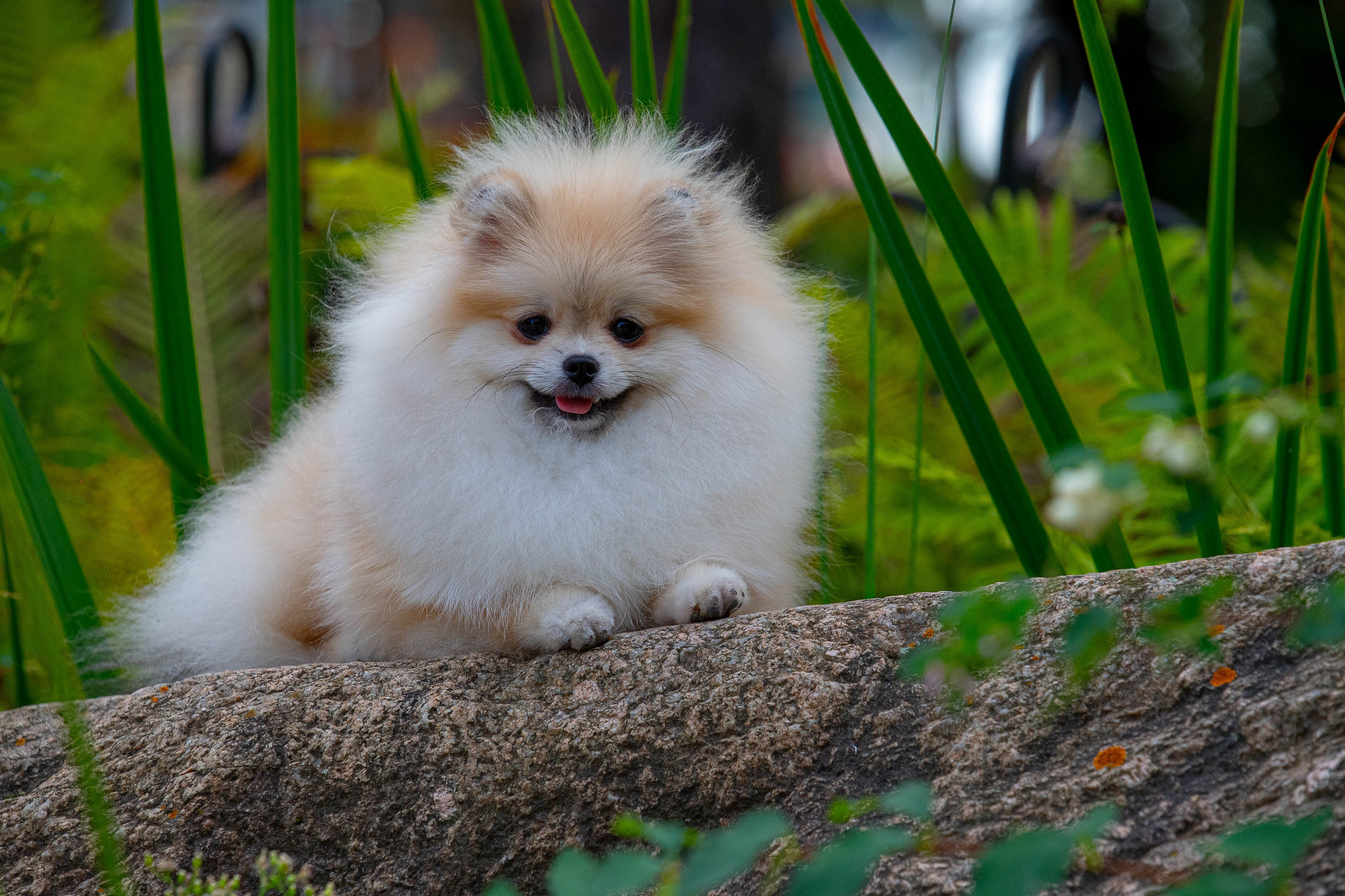 ✨Услуги. Фотограф анималист Елена Галдина г. Красноярск