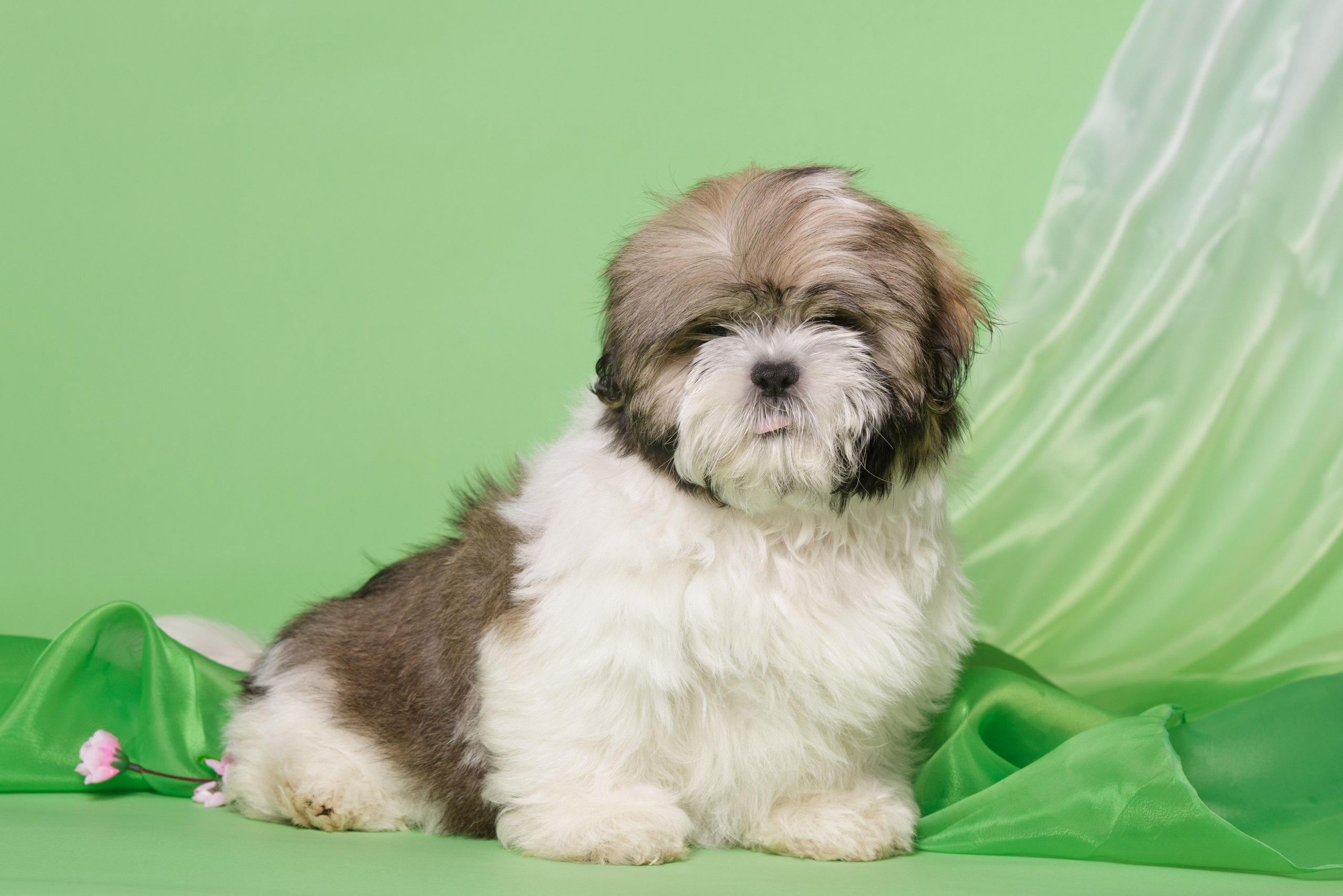 Фоны. Фотограф-анималист Natalia Deingel | Фотосъемка собак в Москве