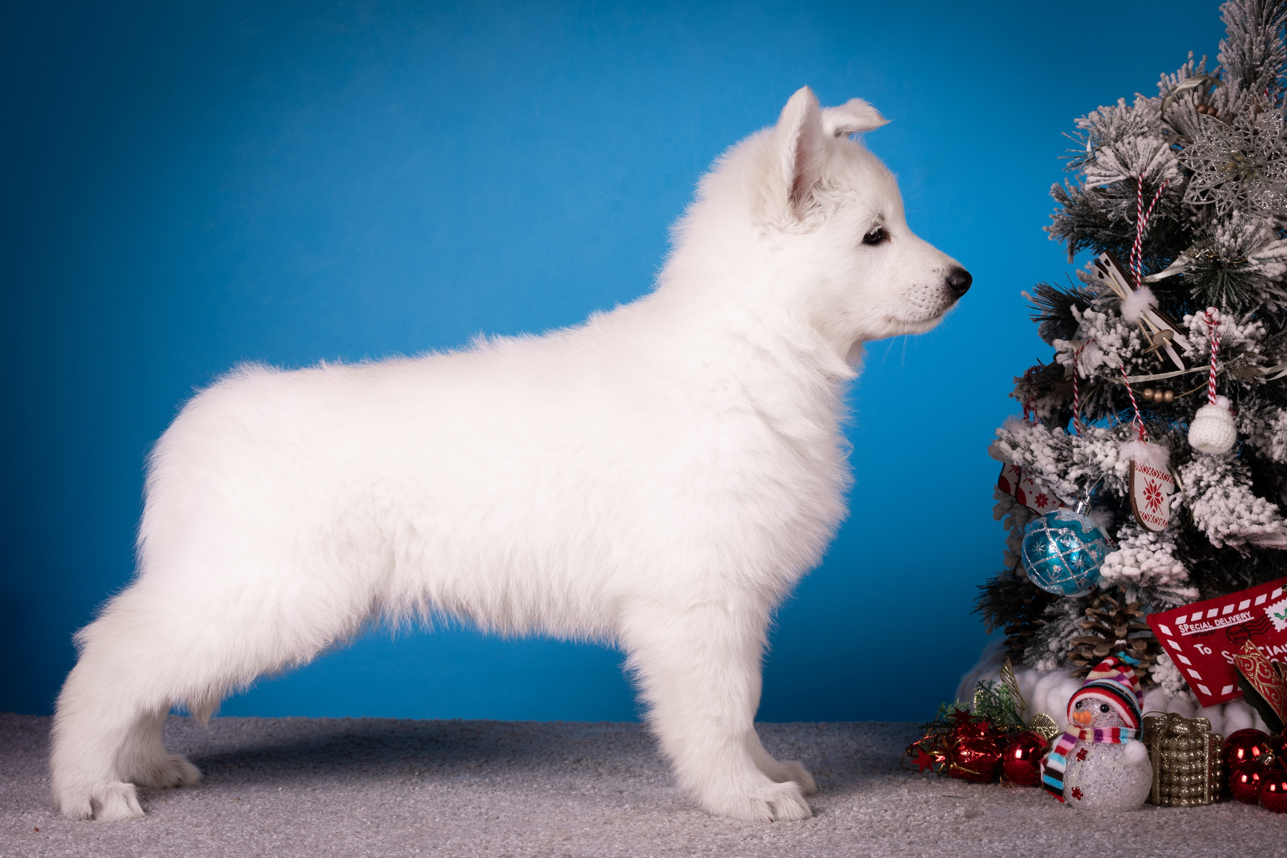 Фоны. Фотограф-анималист Natalia Deingel | Фотосъемка собак в Москве