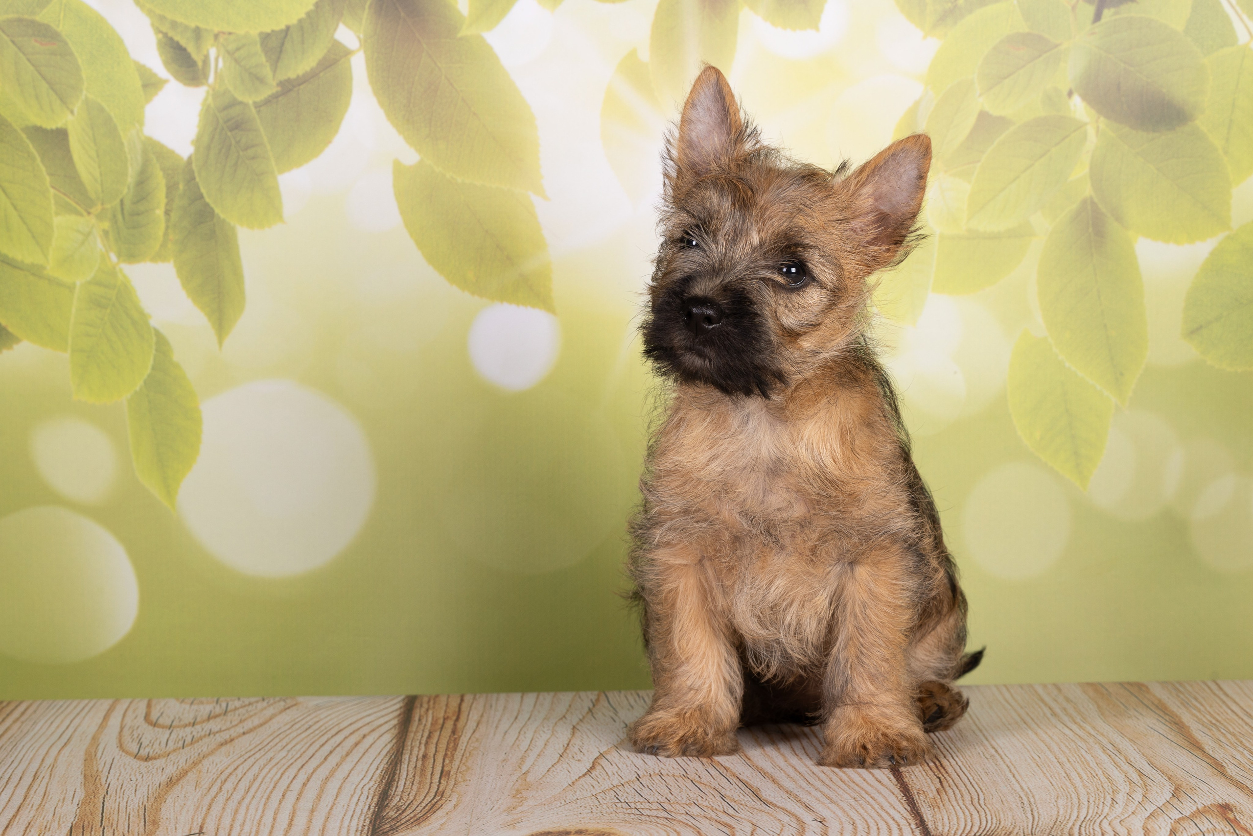 Фоны. Фотограф-анималист Natalia Deingel | Фотосъемка собак в Москве