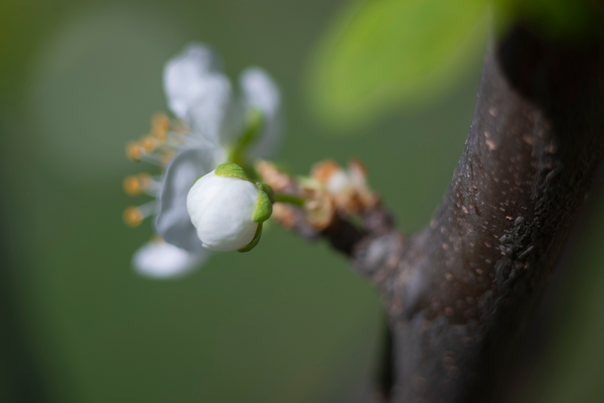 Услуги. Фотограф Ulumberg Arslan