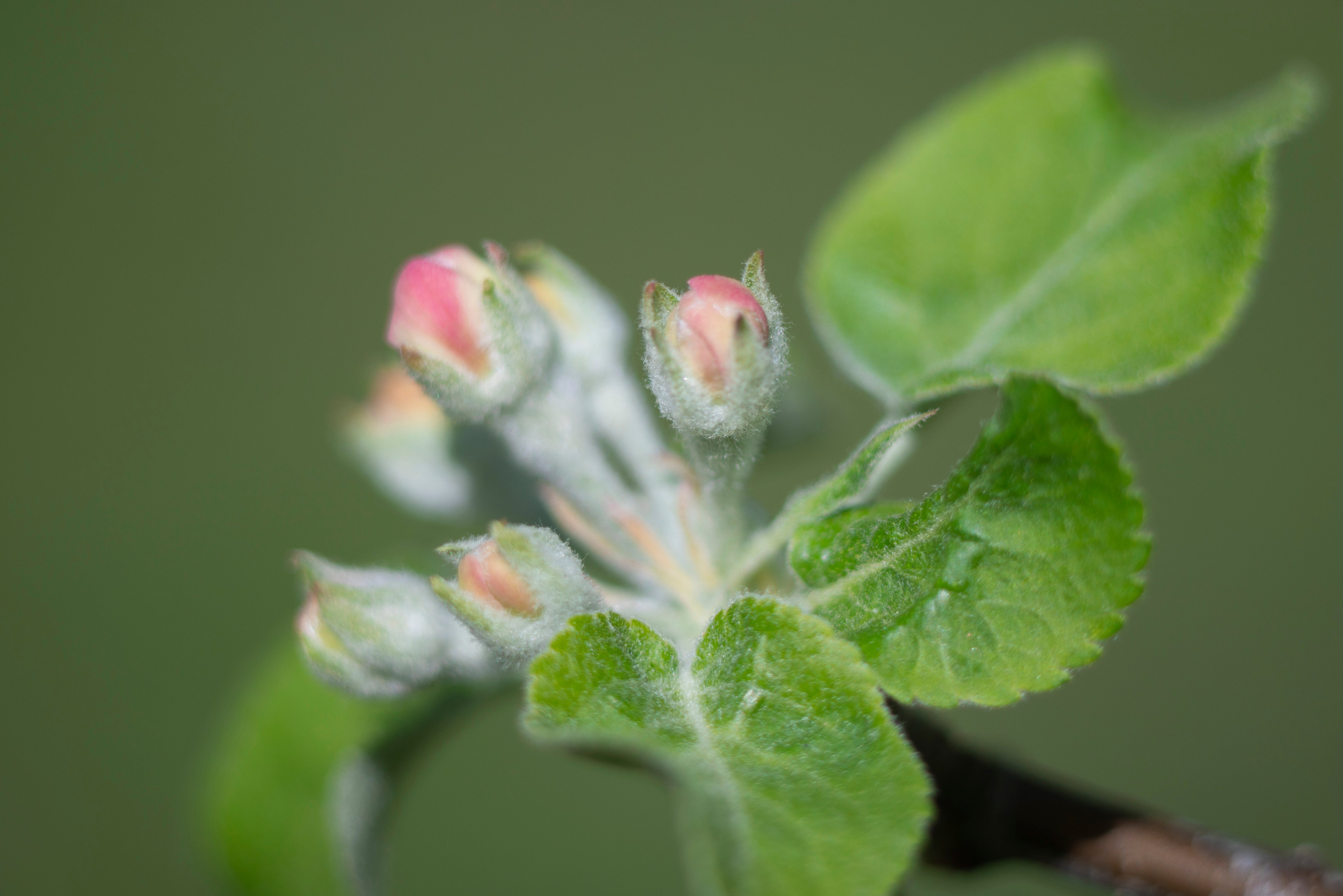 Услуги. Фотограф Ulumberg Arslan
