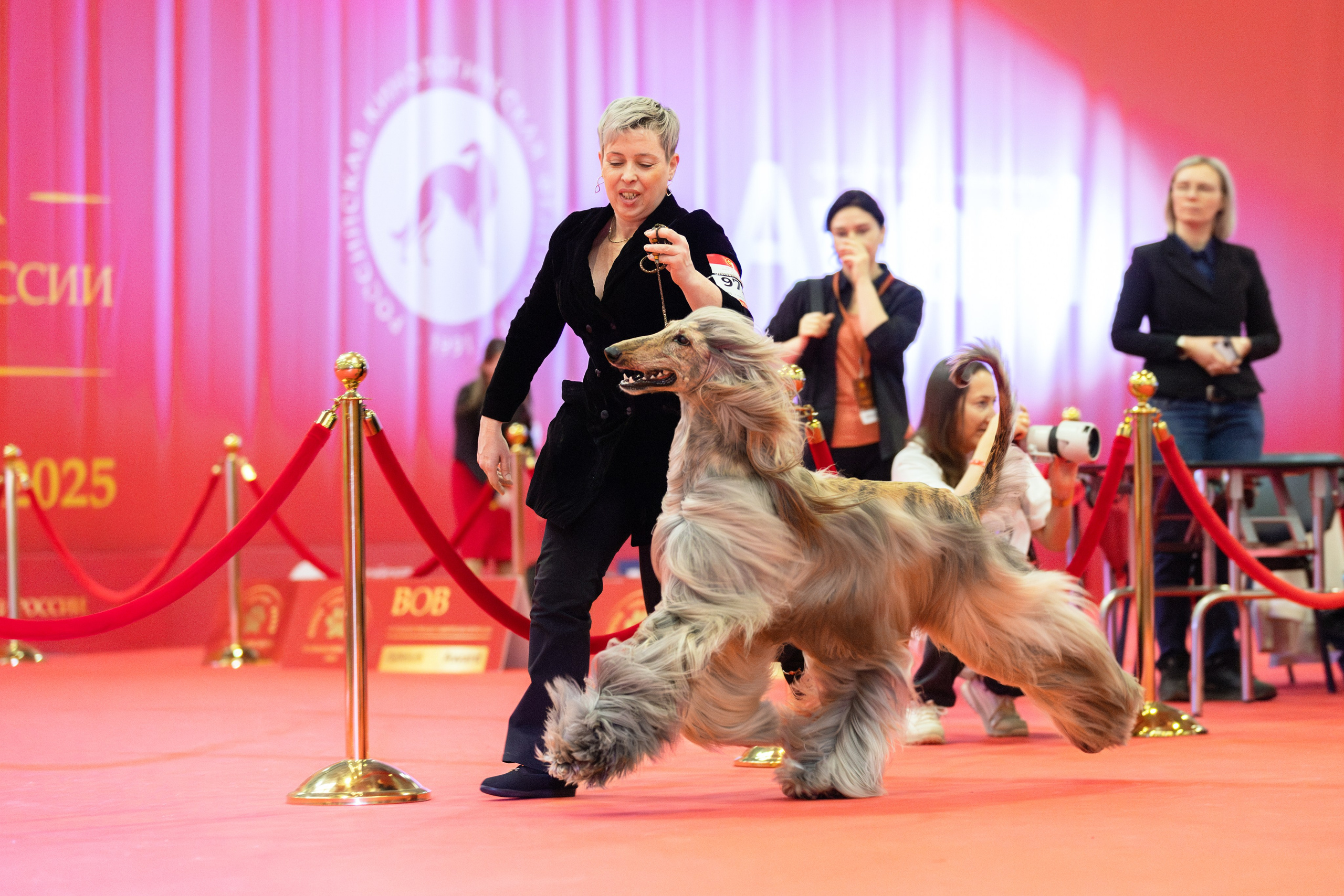 Цена на репортаж с кинологического мероприятия. Фотограф-анималист в Москве и Московской области Татьяна Фролова