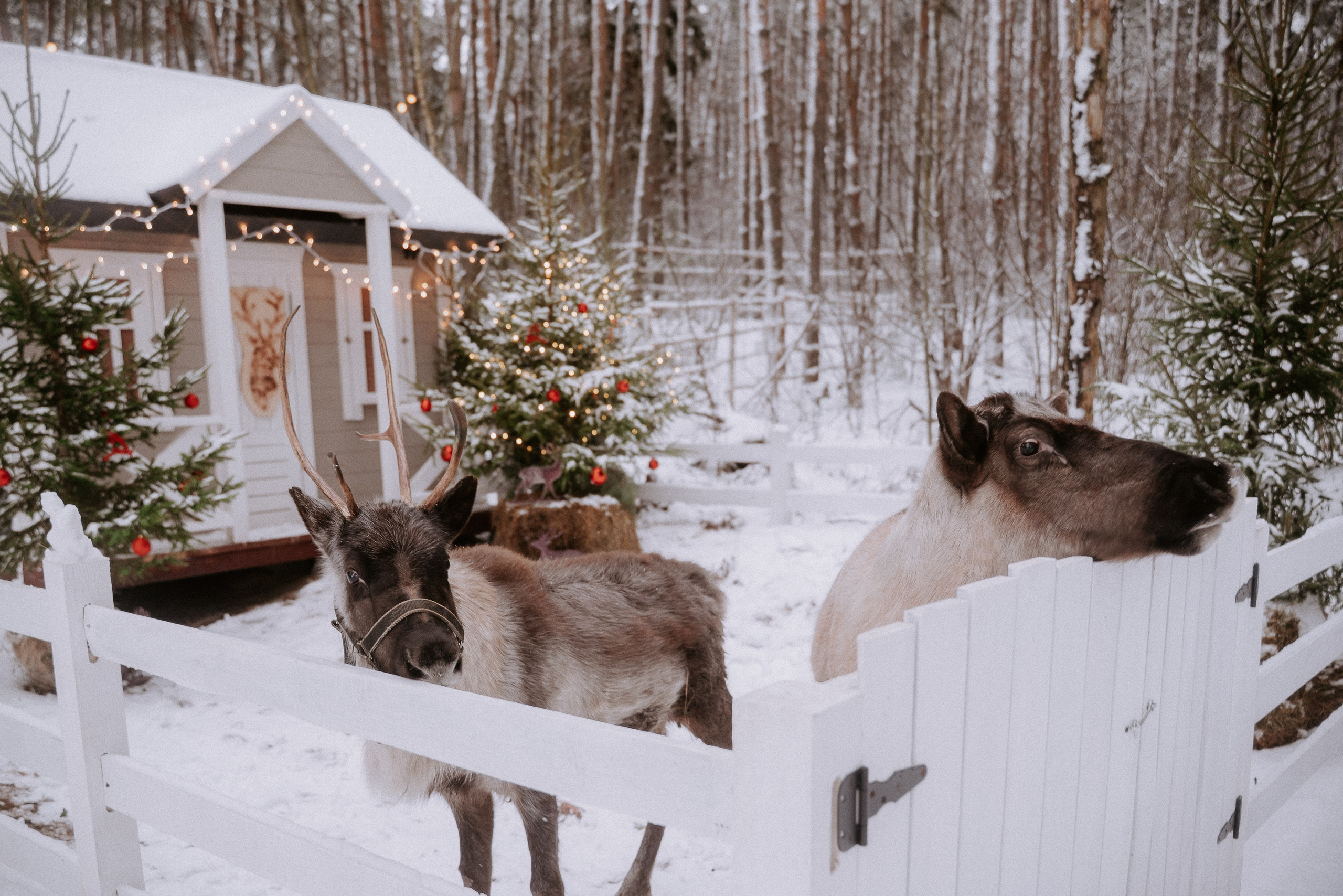 Албутова Анастасия