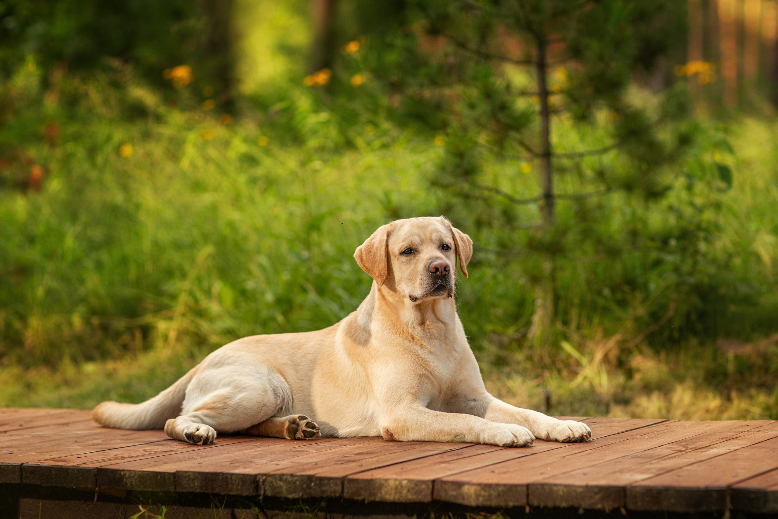 Для клиентов. Фотограф для Вашей собаки