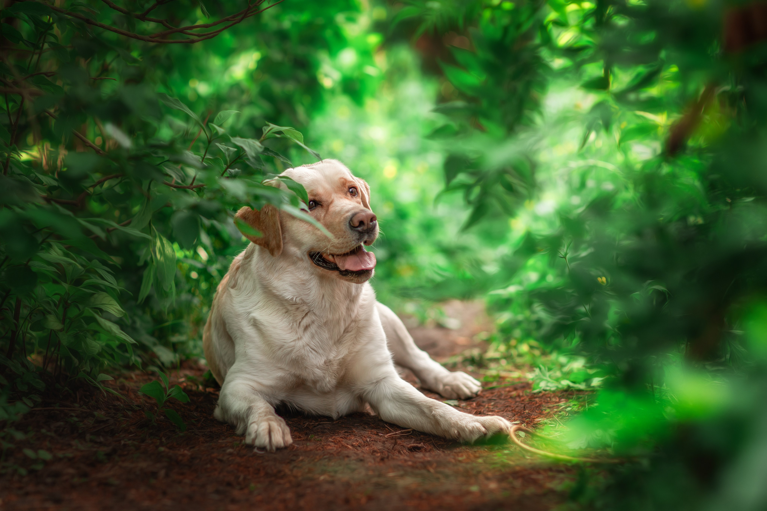 Для клиентов. Фотограф для Вашей собаки
