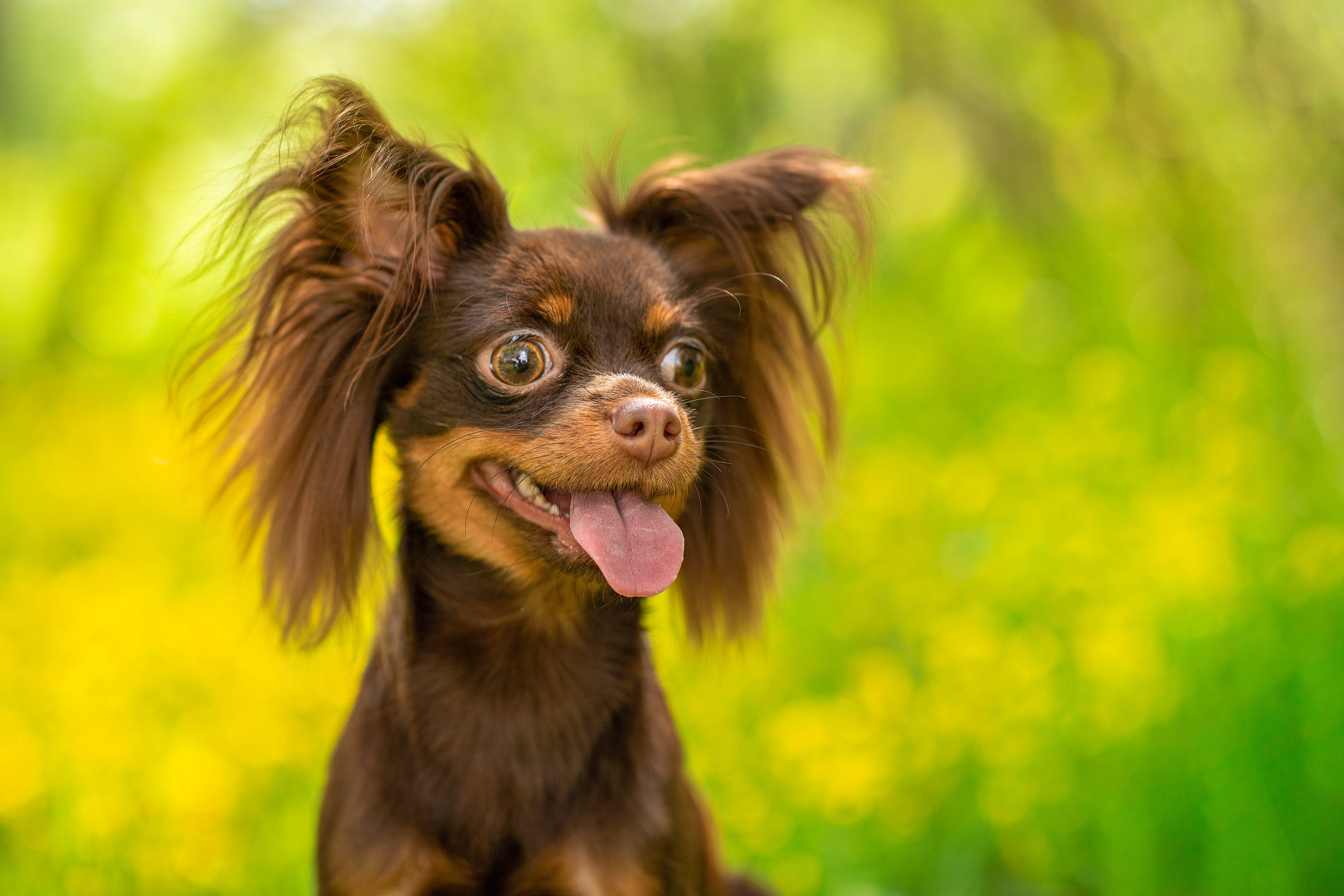 Для клиентов. Фотограф для Вашей собаки