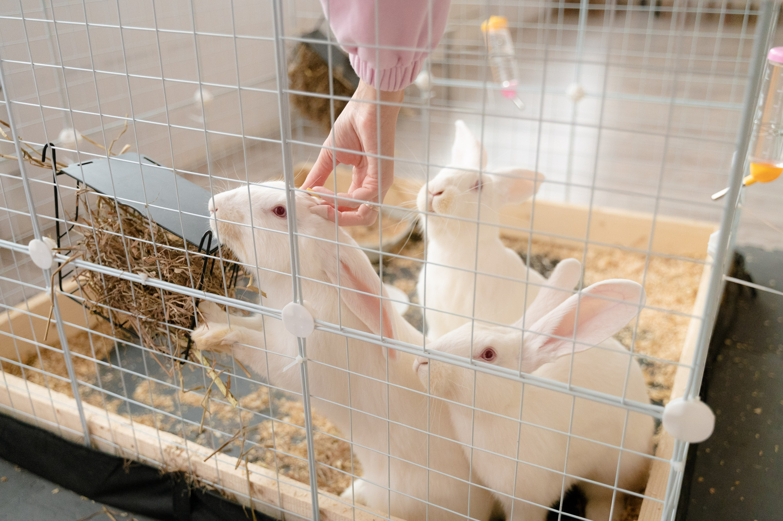 Кристалл. Фотостудия Молоко в Минске