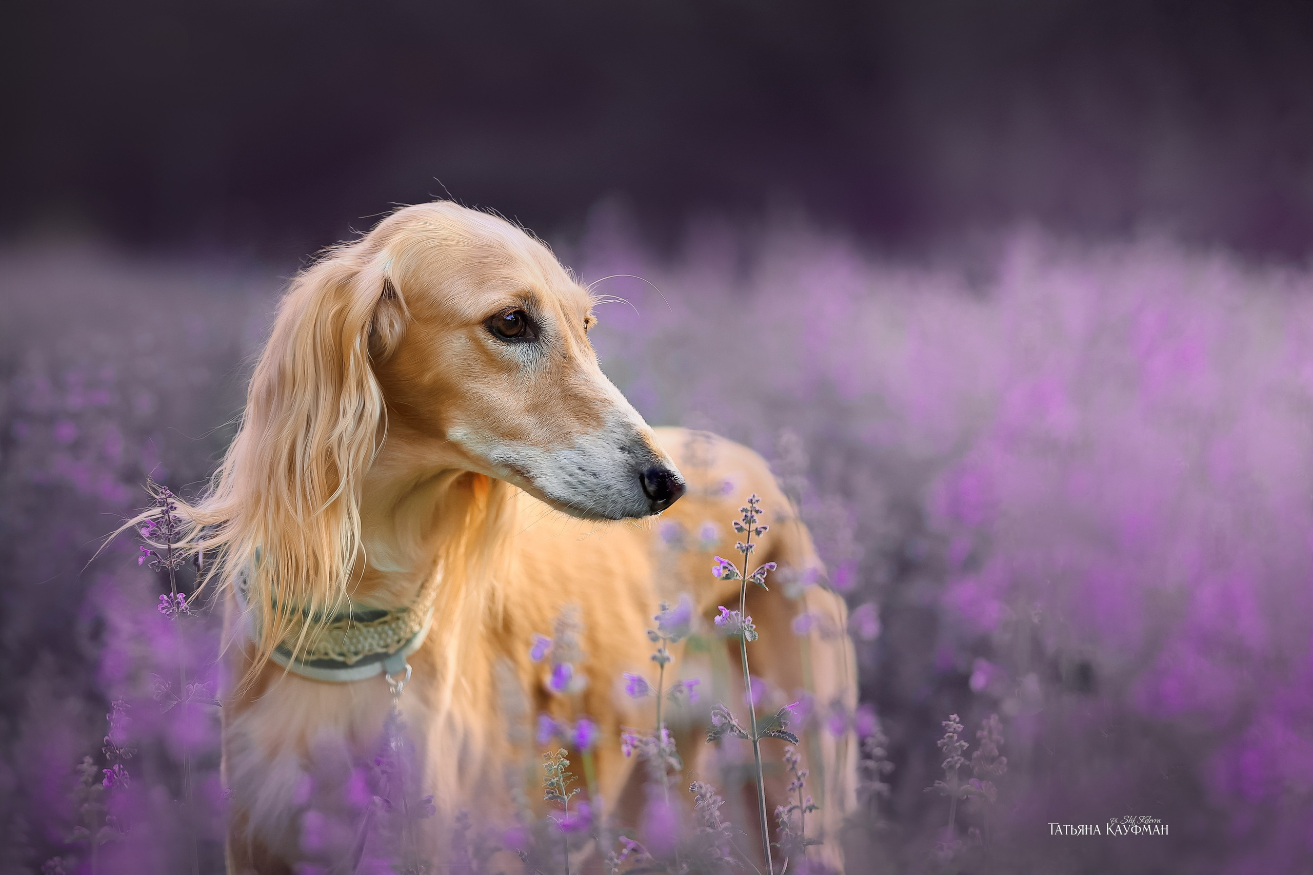 Фотограф Анималист Новосибирск Татьяна Кауфман. Фотографирую собаку. Фотосессия щенков. Фотосессия собак. Заказать съемки. Заказать фотосессию в Новосибирске. Фотосессия Новосибирск. Анималистика. Как фотографировать собак? Как сфотографировать собаку? Как фотографировать собак в движении. Съемка на выставке. Экстерьерная фотосессия