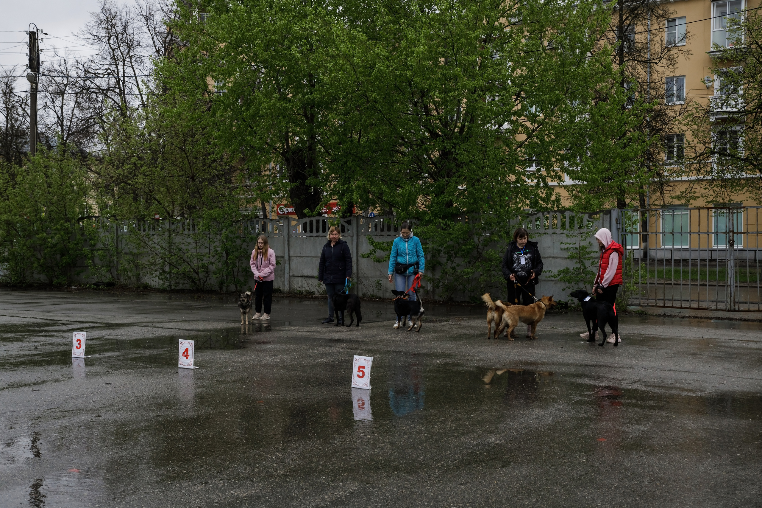 Третья выставка беспородных собак «Для дружбы не важна порода». НРОО КЦ "Собаковод"