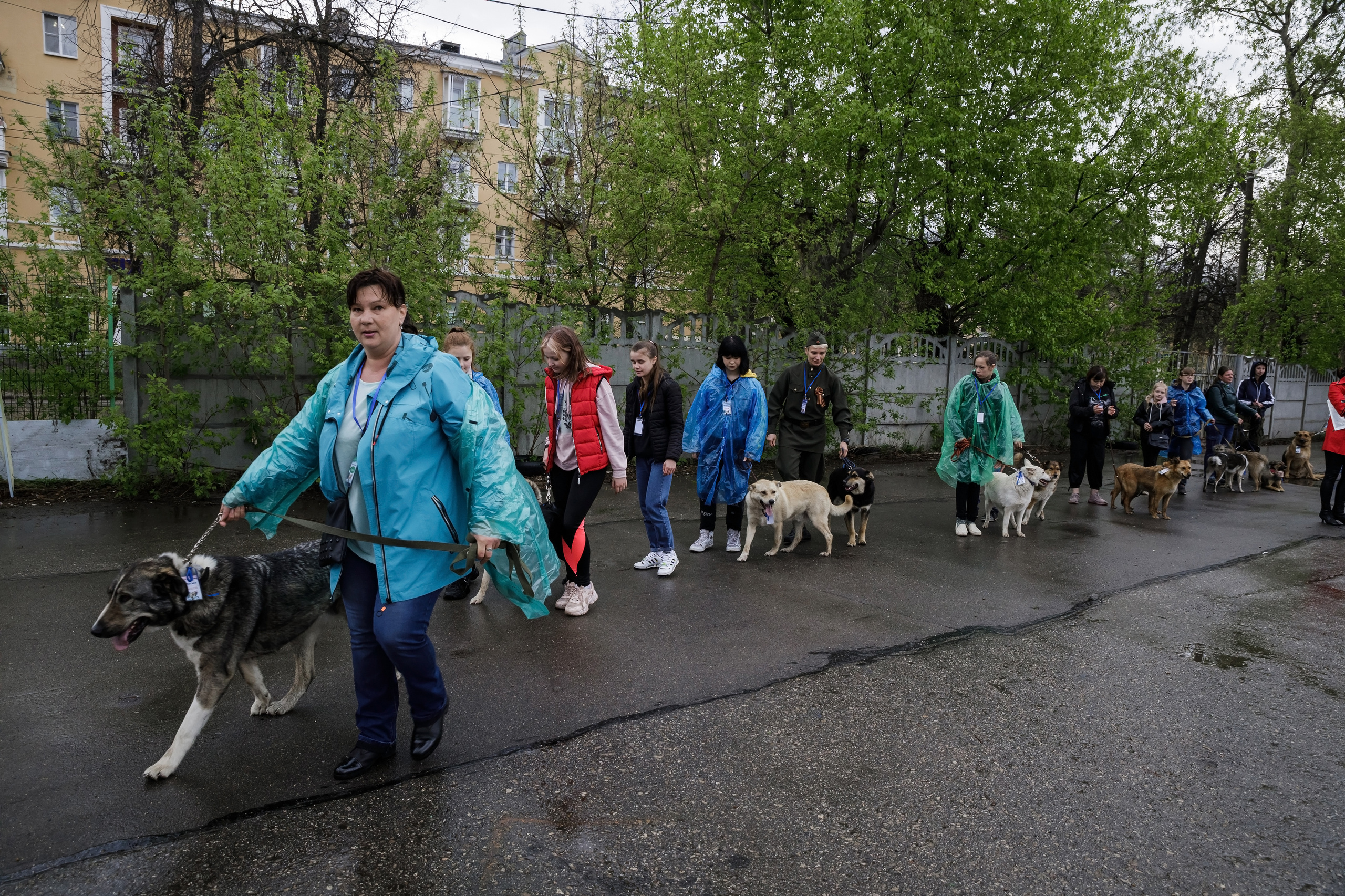 Третья выставка беспородных собак «Для дружбы не важна порода». НРОО КЦ "Собаковод"