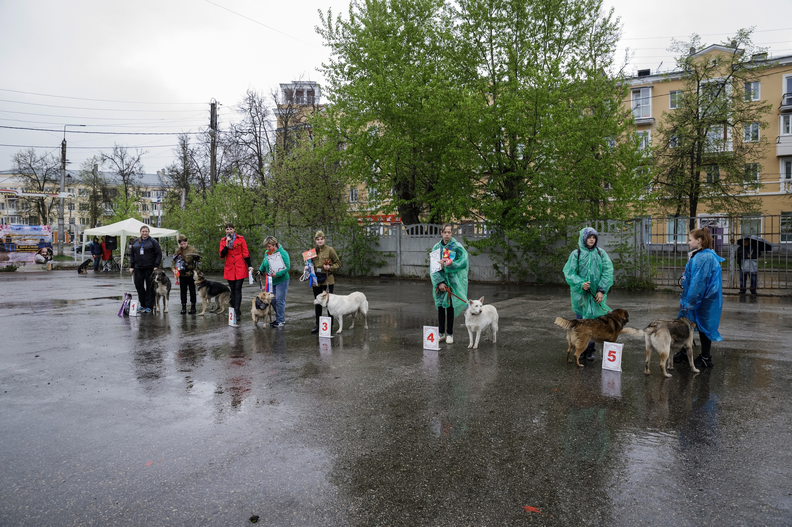 Третья выставка беспородных собак «Для дружбы не важна порода». НРОО КЦ "Собаковод"