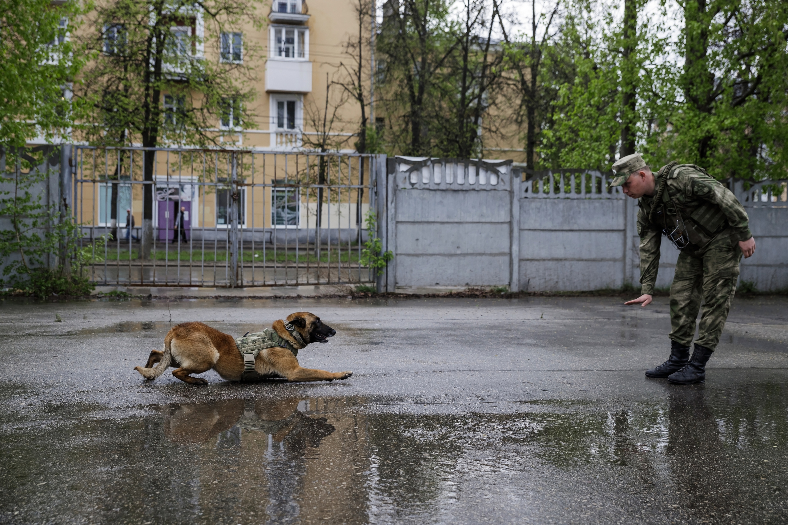 Праздник посвященный героям ВОВ-кинологам и их собакам. НРОО КЦ "Собаковод"