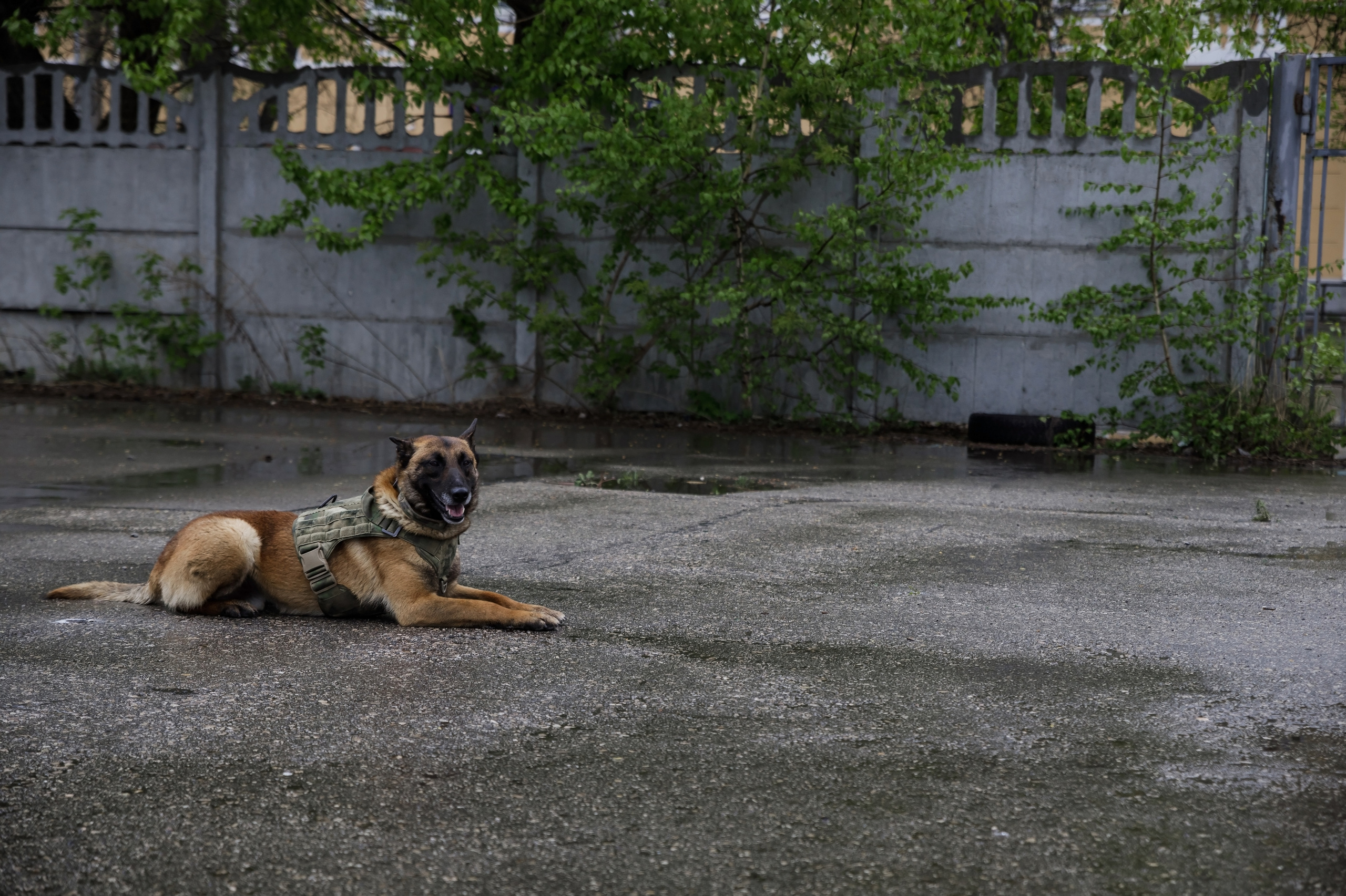 Праздник посвященный героям ВОВ-кинологам и их собакам. НРОО КЦ "Собаковод"