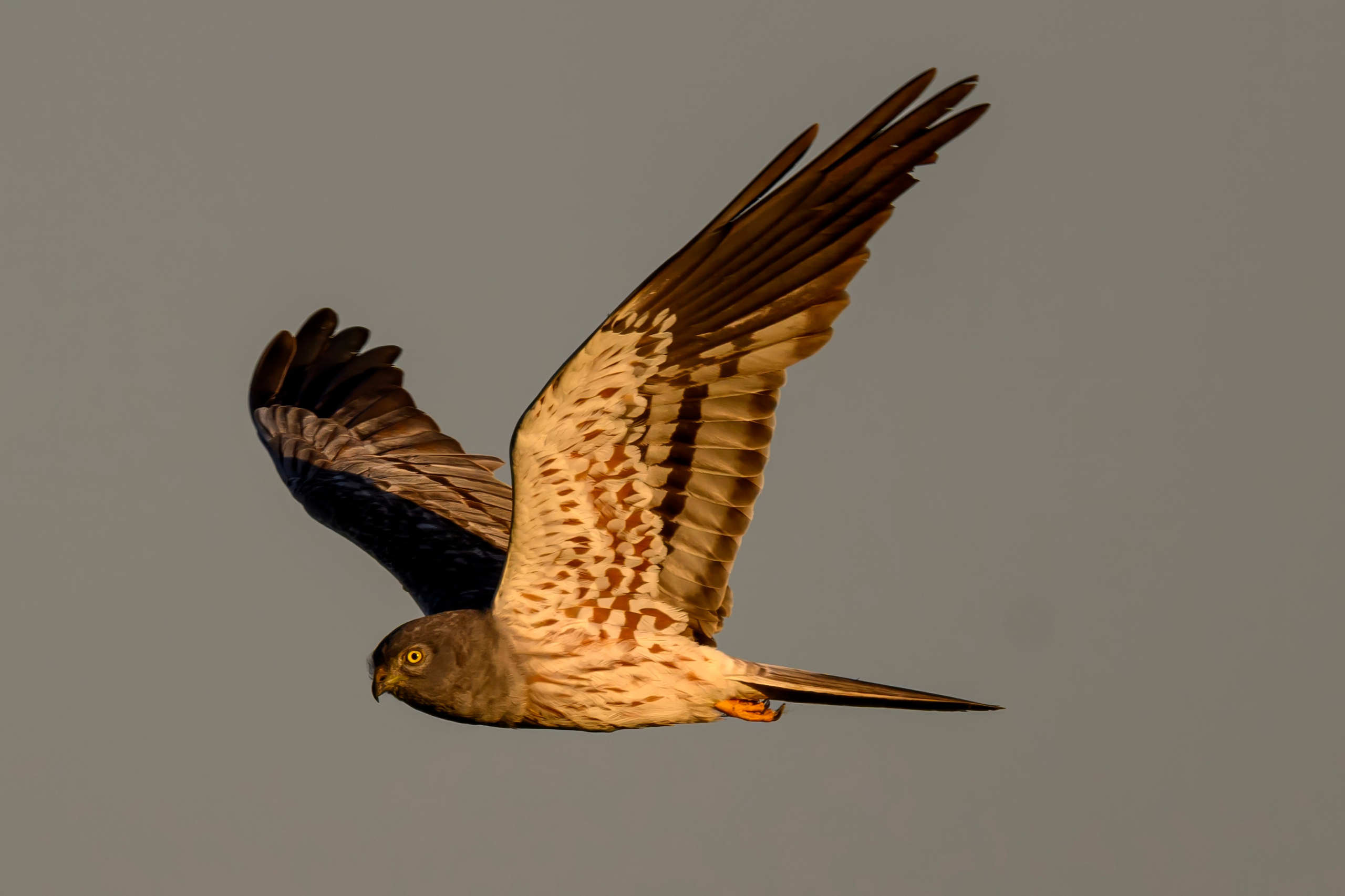 Совы и слетки. Owls and nestlings. Wildlife photography by Sergey Puponin