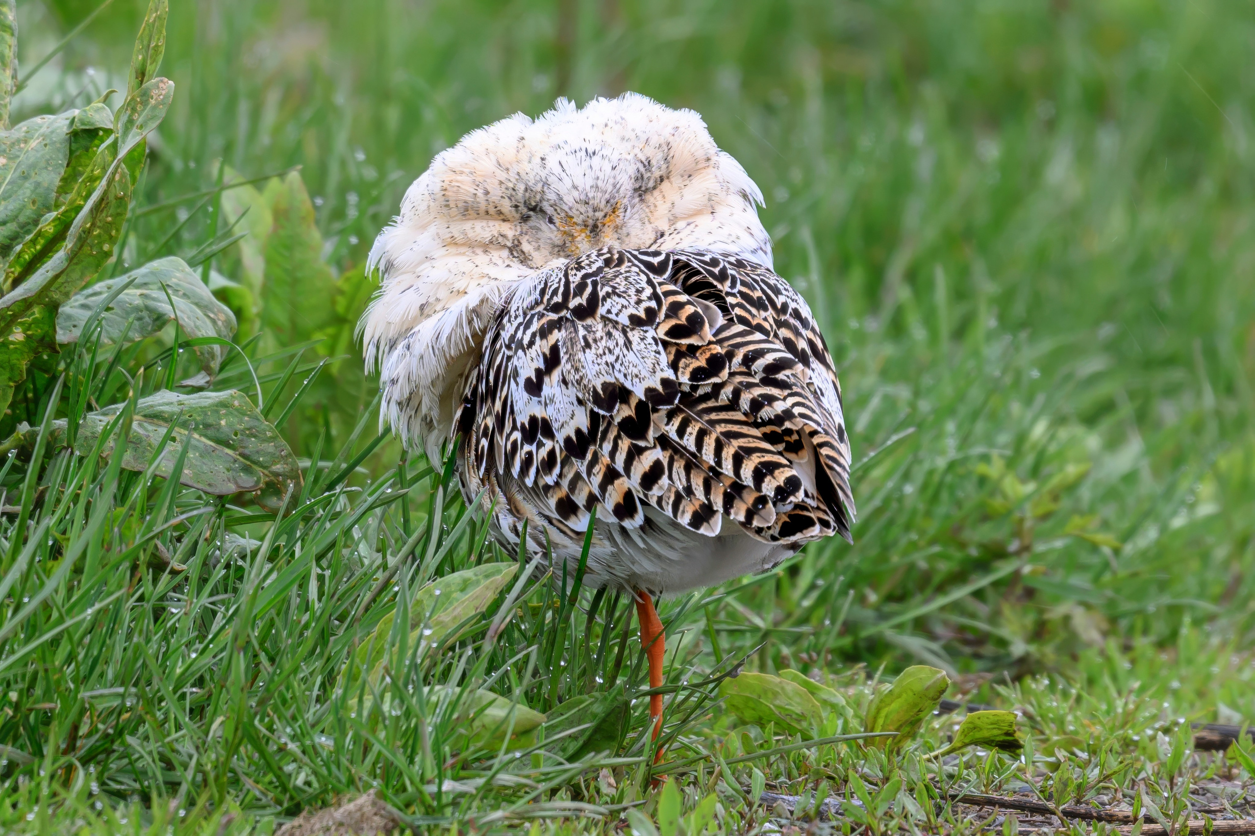 Турухтан. Фотограф Сергей Пупонин