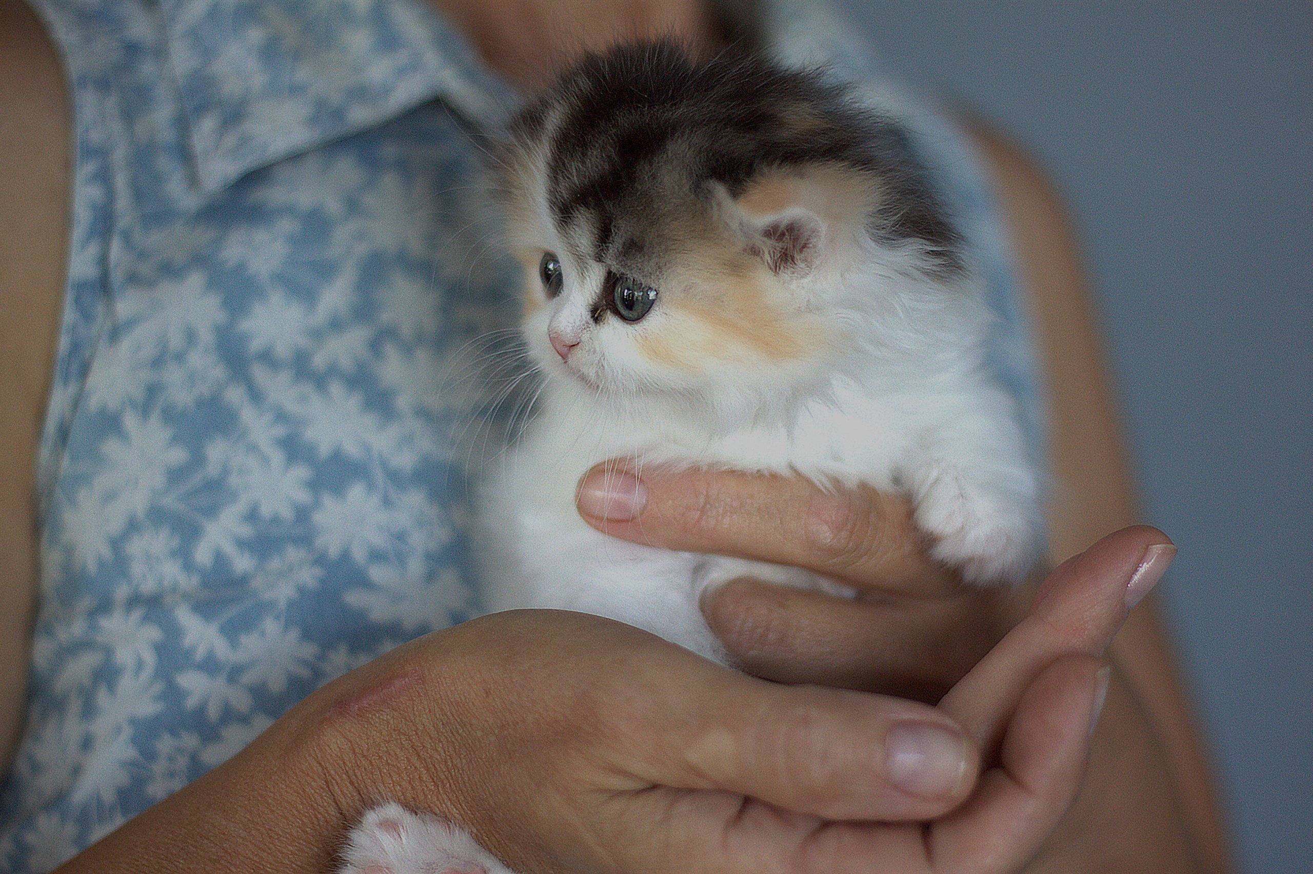 Услуги. Фотограф в Гатчине Анастасия Солодкая