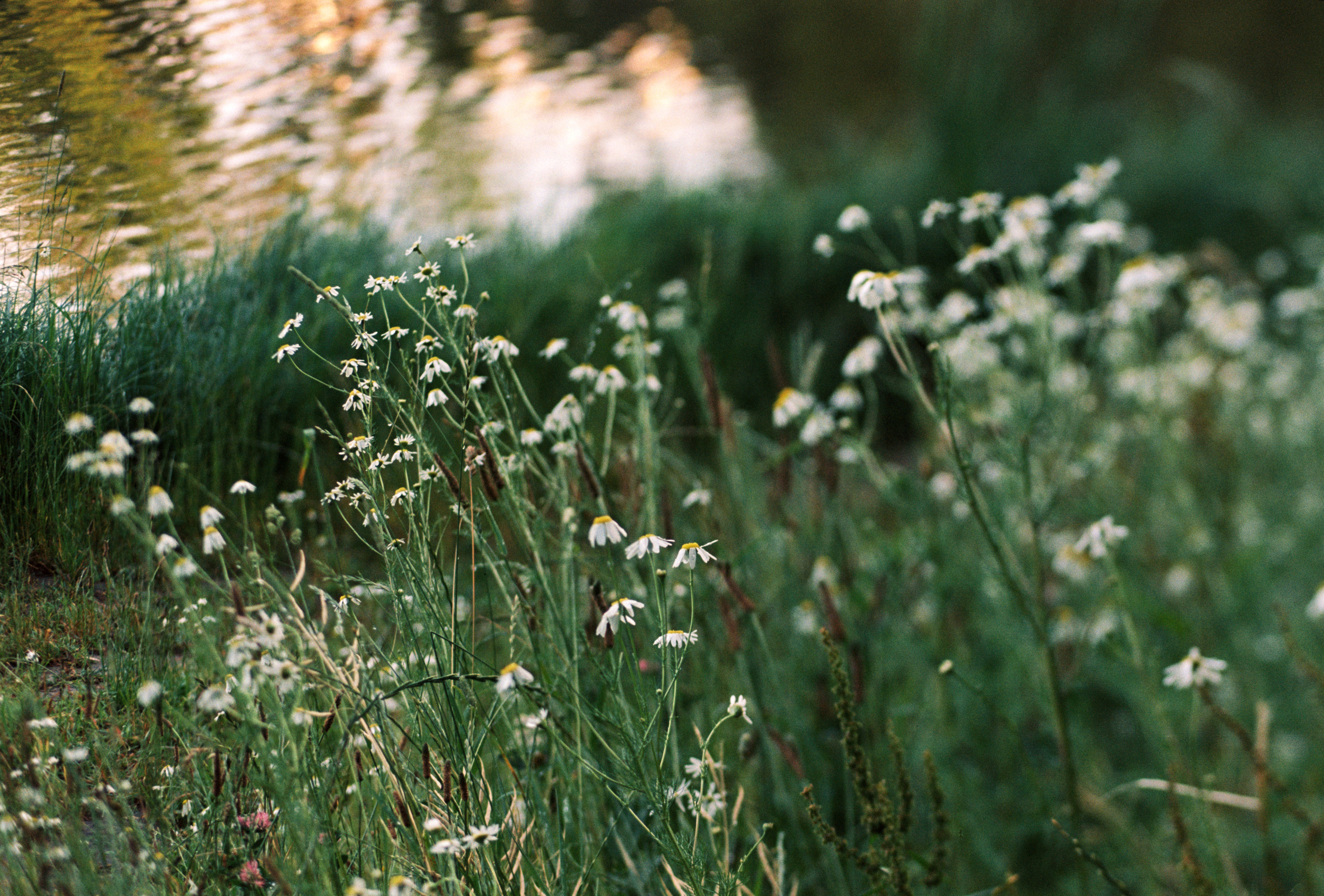 Kodak 50D (EC-N II). DOP Aleksey Seleznev