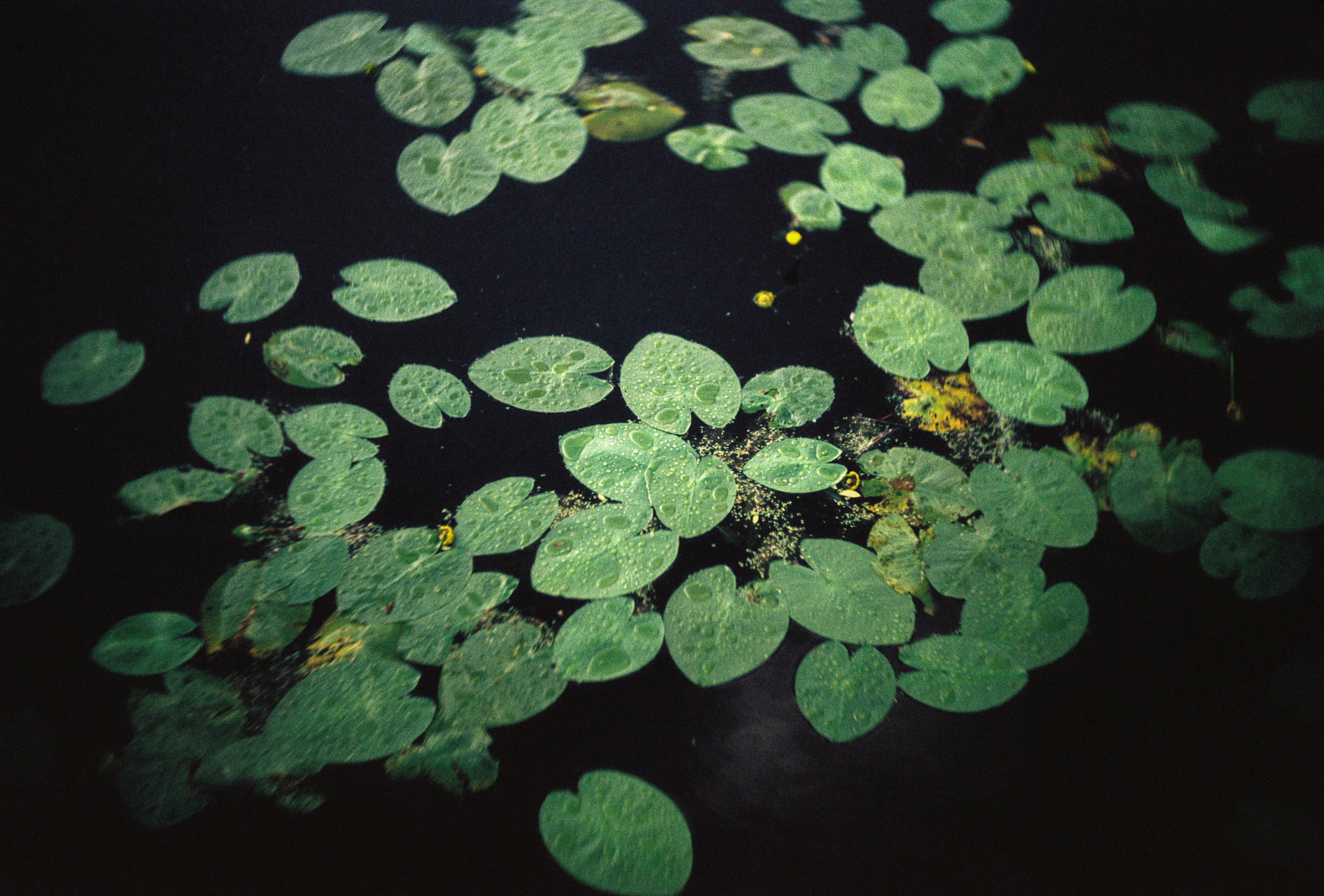 KODAK 250D (ECN-II). DOP Aleksey Seleznev