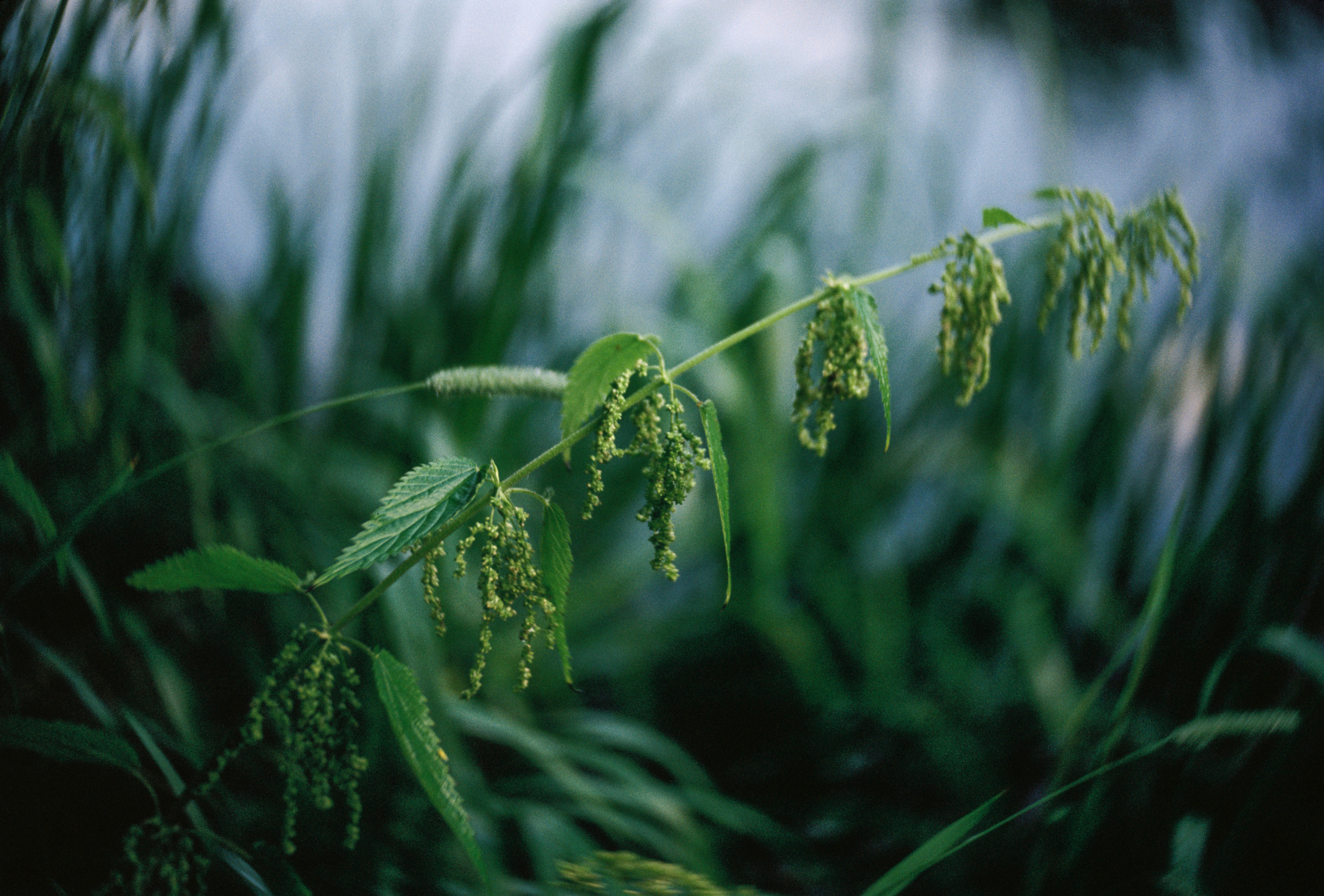 KODAK 250D (ECN-II). DOP Aleksey Seleznev