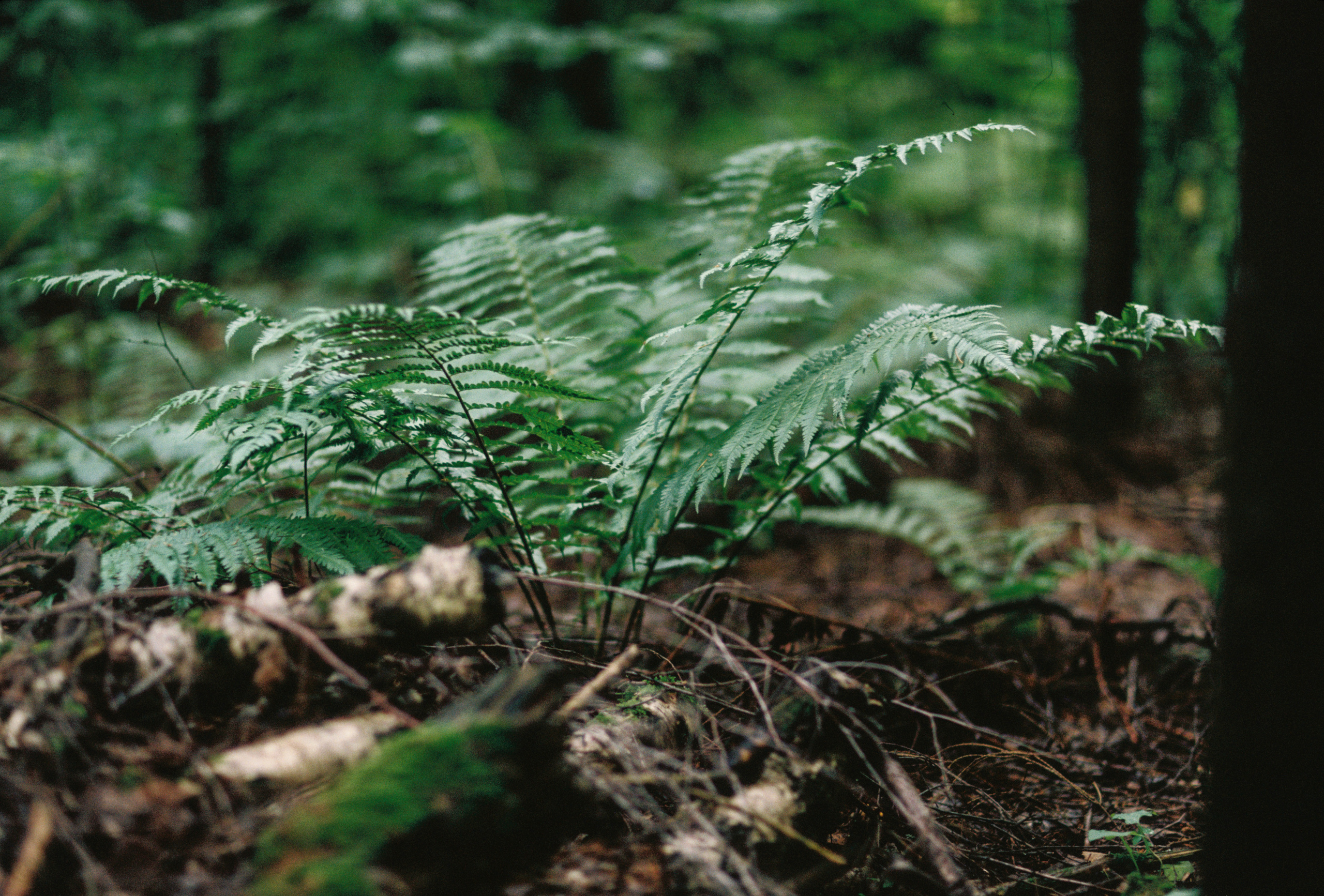 KODAK 250D (ECN-II). DOP Aleksey Seleznev