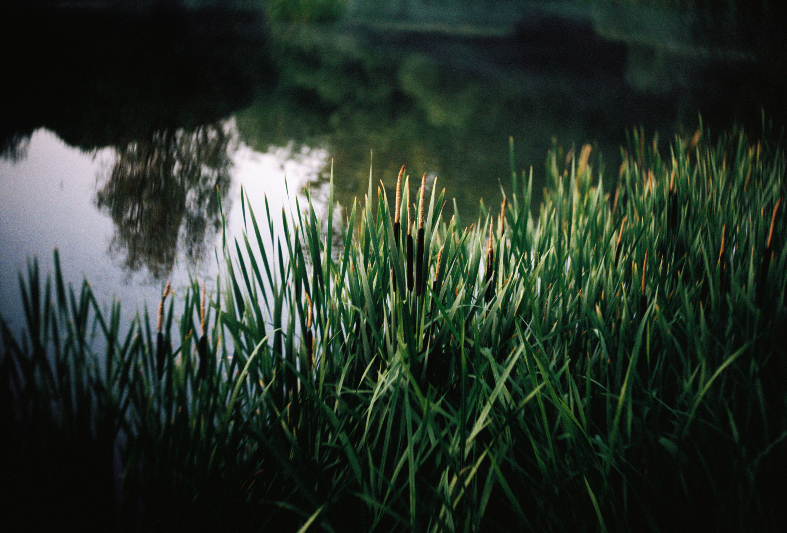 KODAK 250D (ECN-II). DOP Aleksey Seleznev