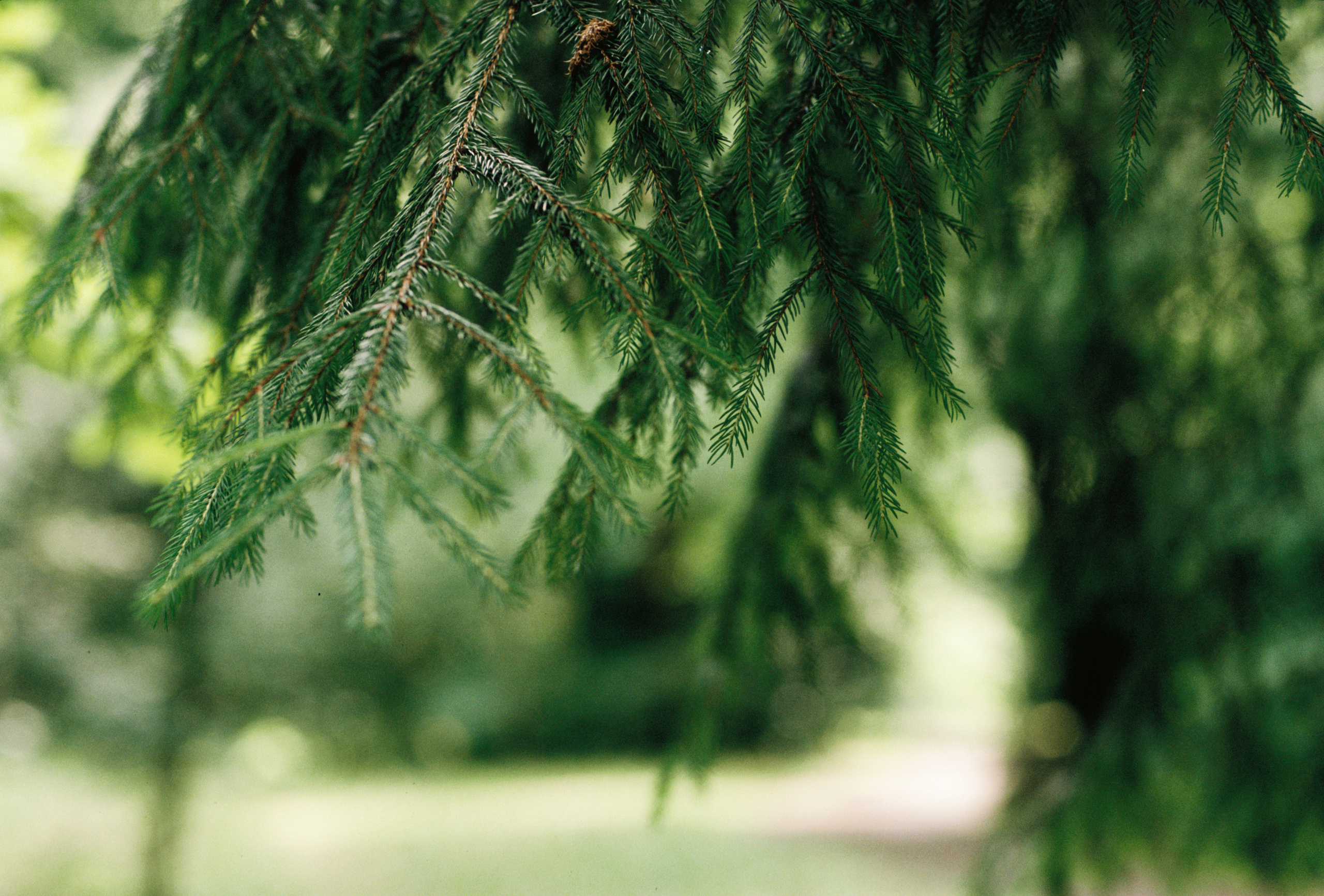 KODAK 250D (ECN-II). DOP Aleksey Seleznev