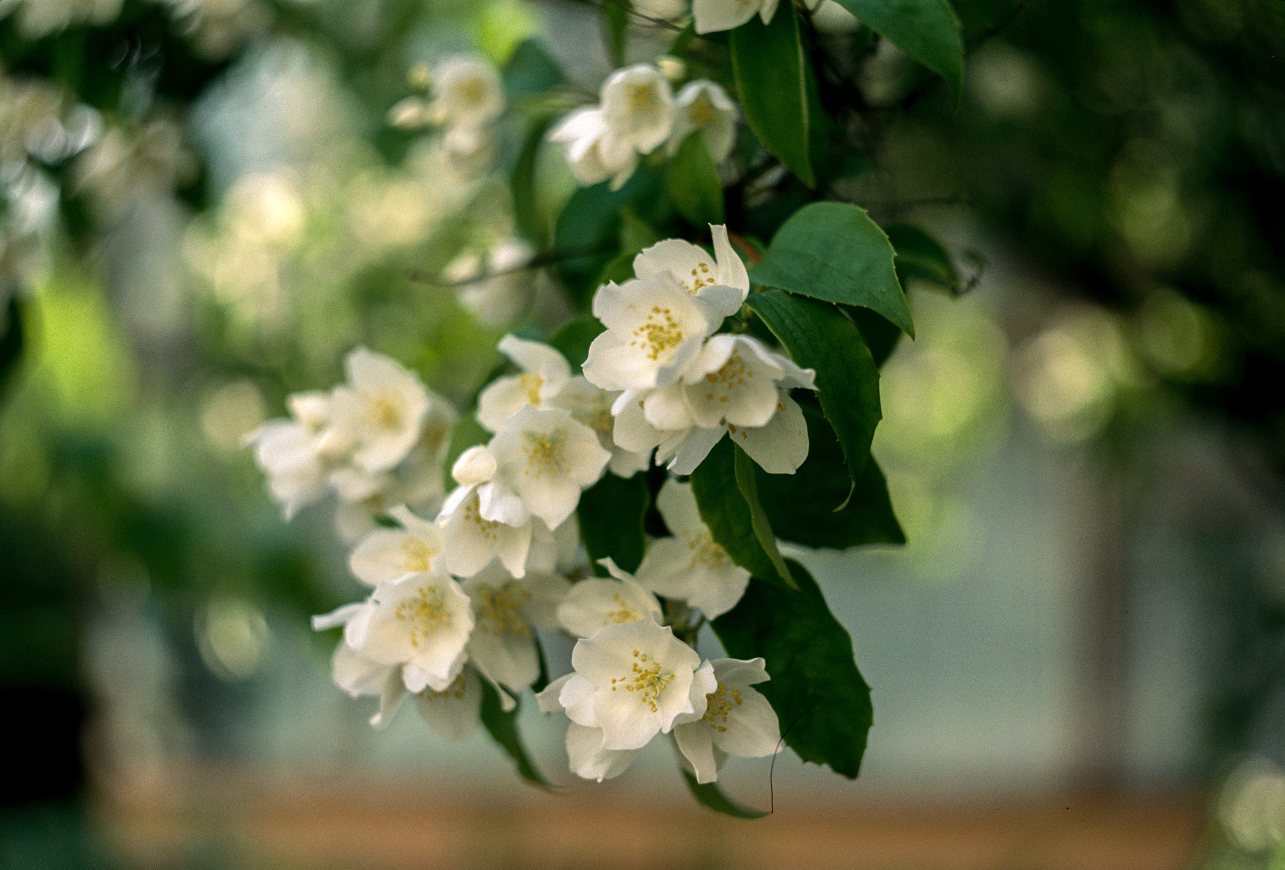 KODAK 250D (ECN-II). DOP Aleksey Seleznev