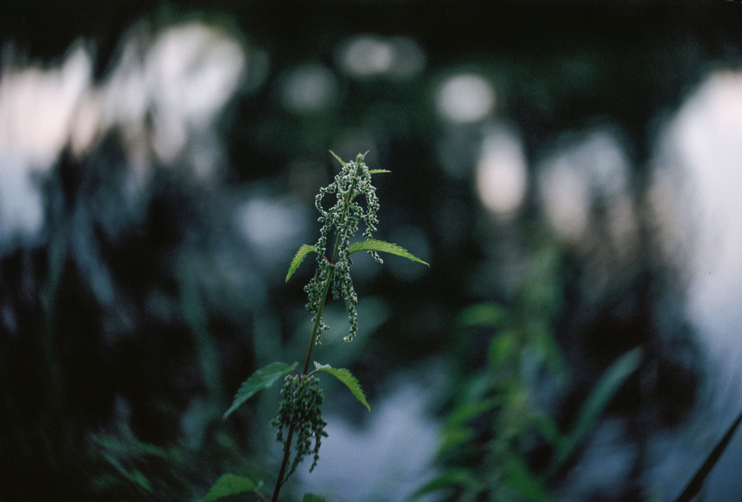 KODAK 250D (ECN-II). DOP Aleksey Seleznev