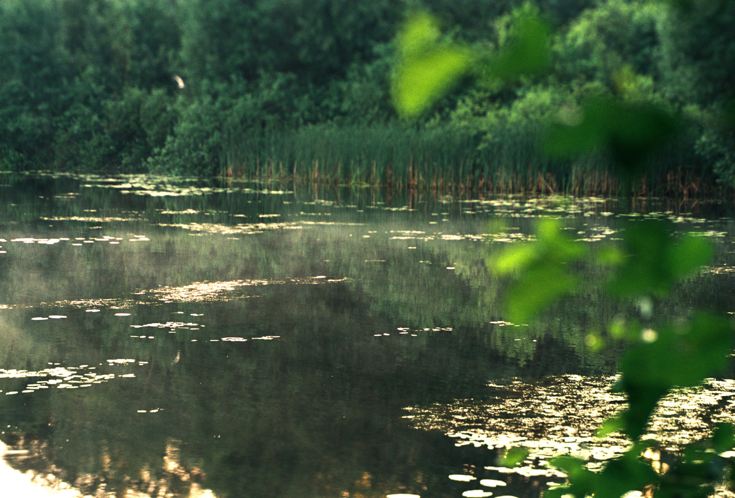 Kodak 50D (EC-N II). DOP Aleksey Seleznev