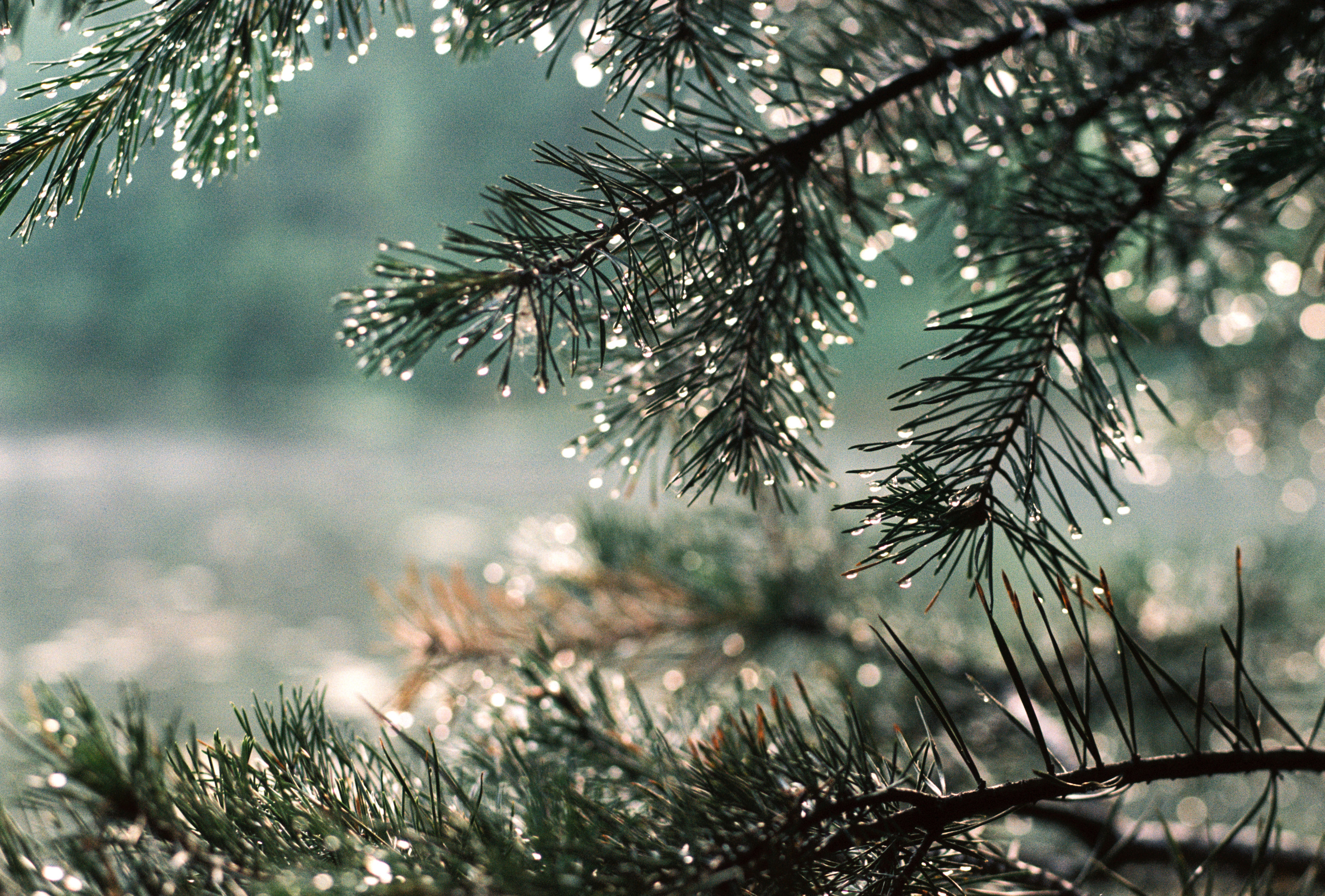 Kodak 50D (EC-N II). DOP Aleksey Seleznev