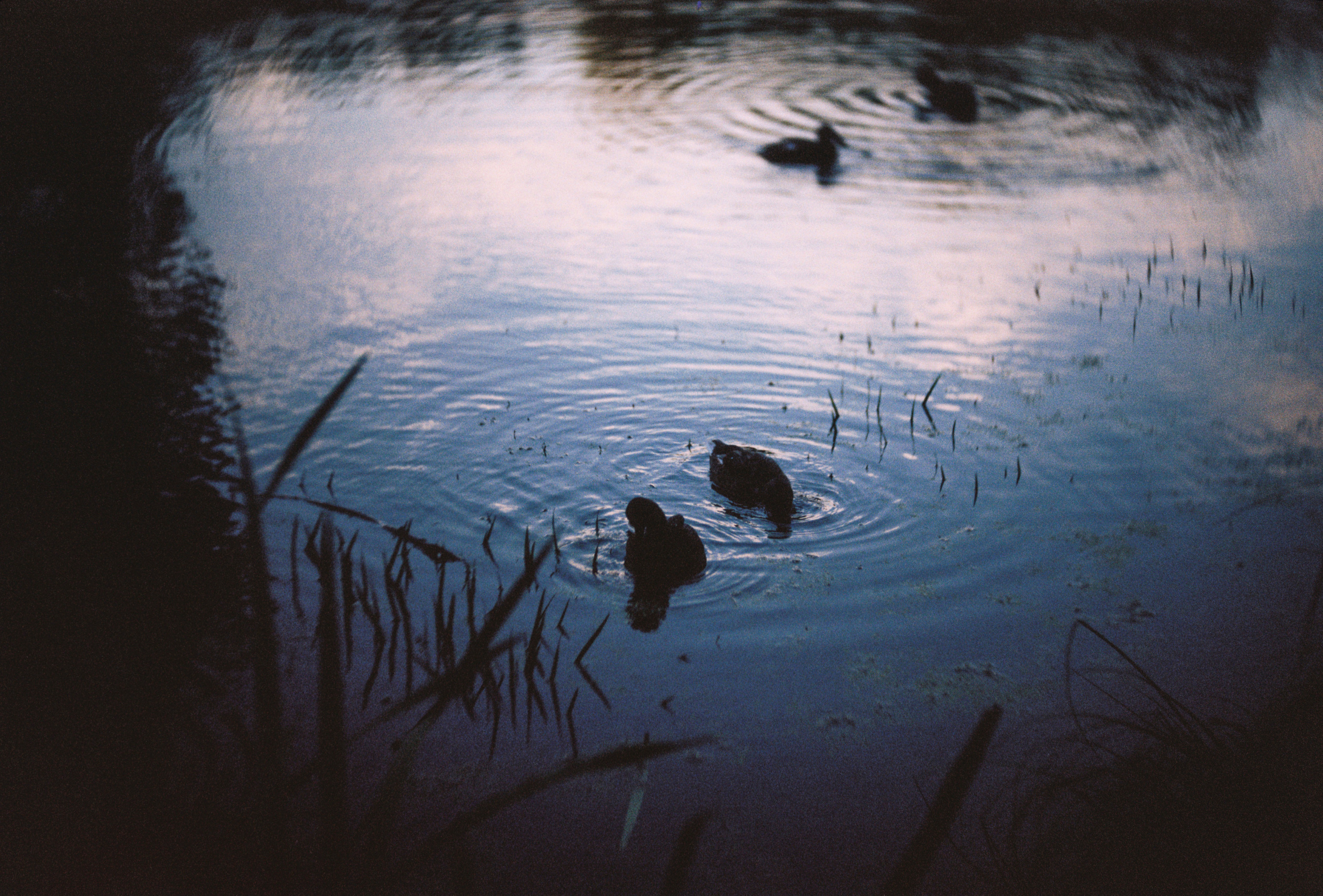 KODAK 250D (ECN-II). DOP Aleksey Seleznev