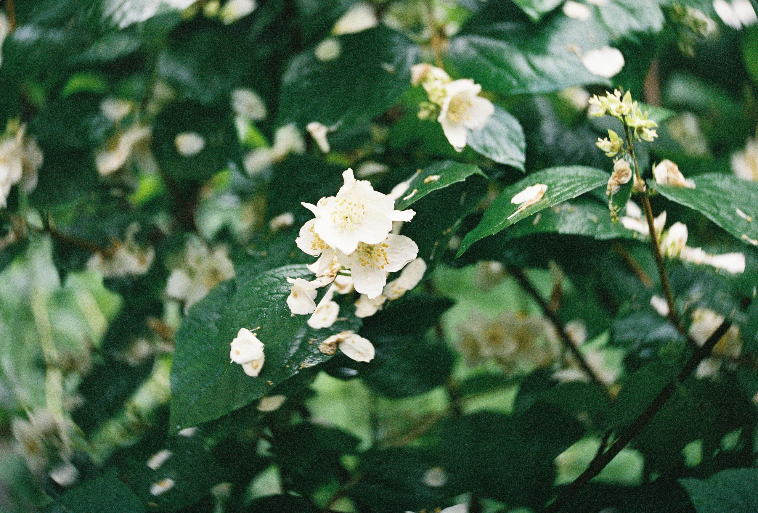 FUJI X-tra SUPERIA 400. DOP Aleksey Seleznev