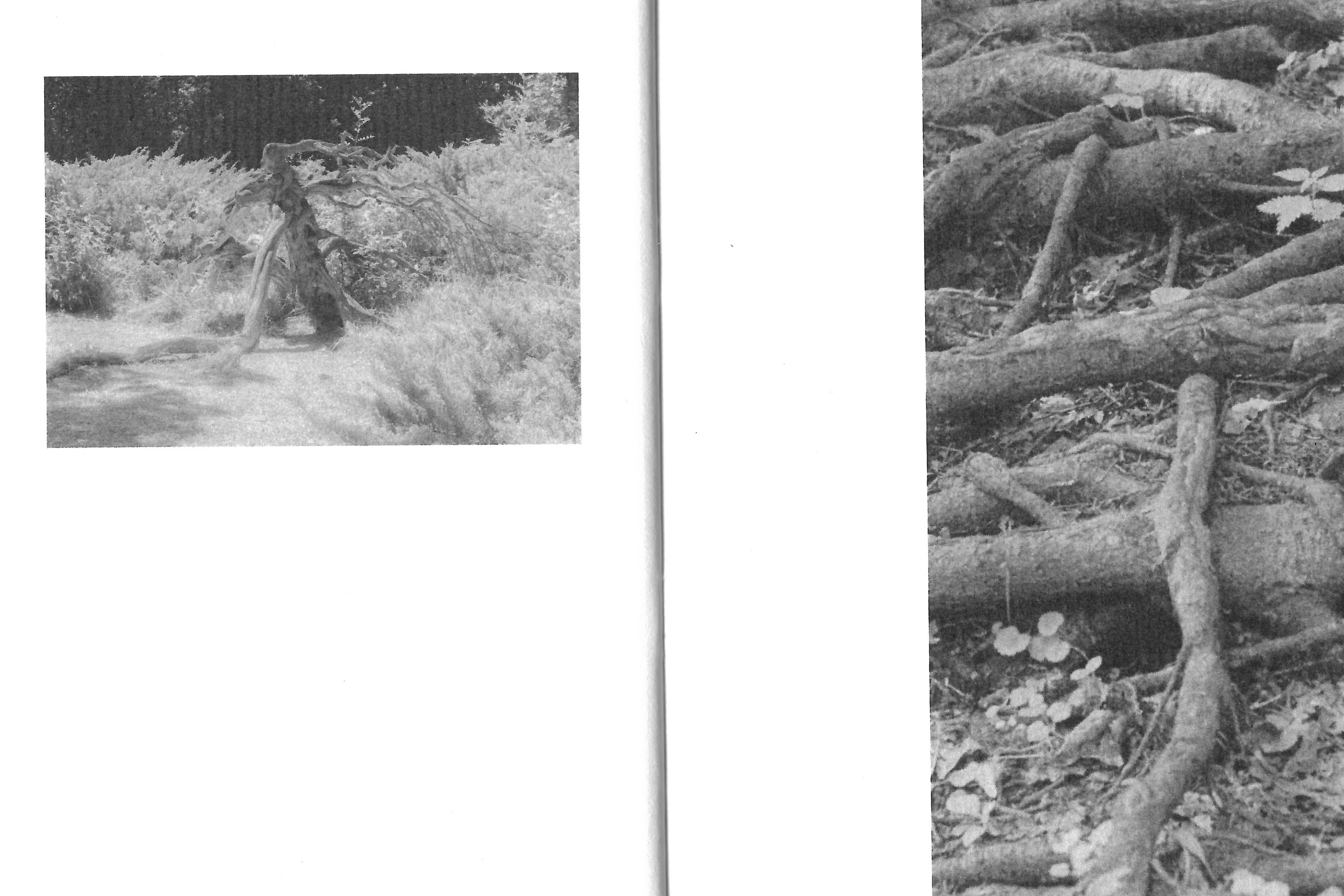 Продукты фотографа и коллажитса Павловой Анны