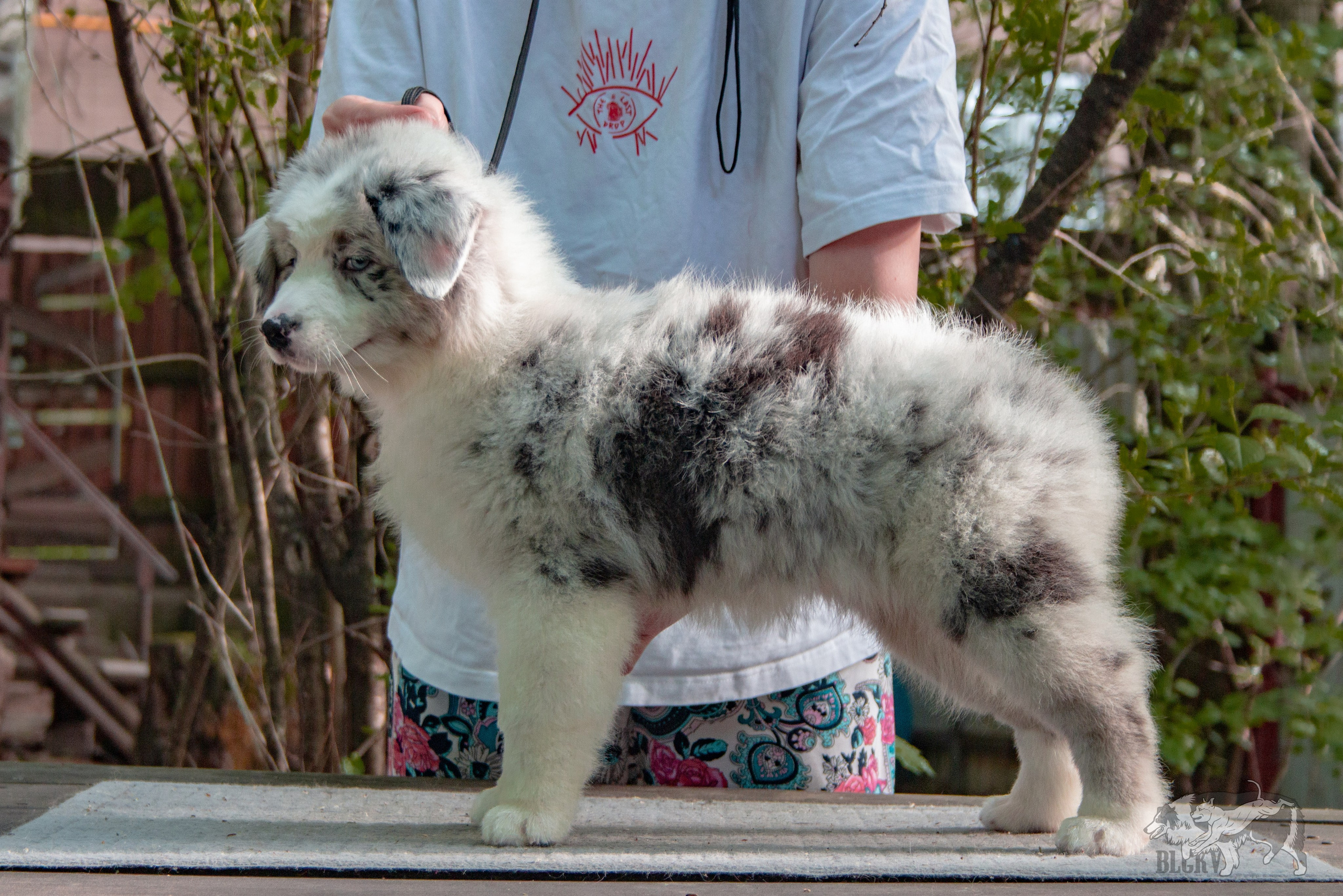А-помёт. BLGKV питомник собак