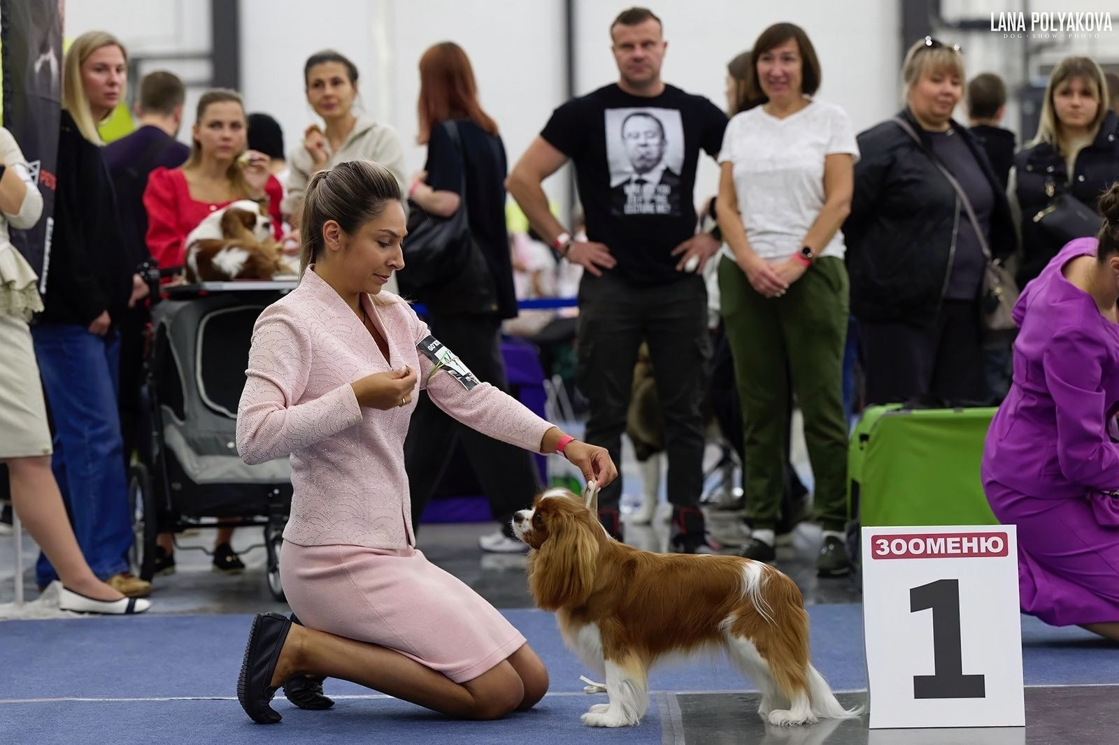 Выставки. Питомник кавалер кинг чарльз спаниелей