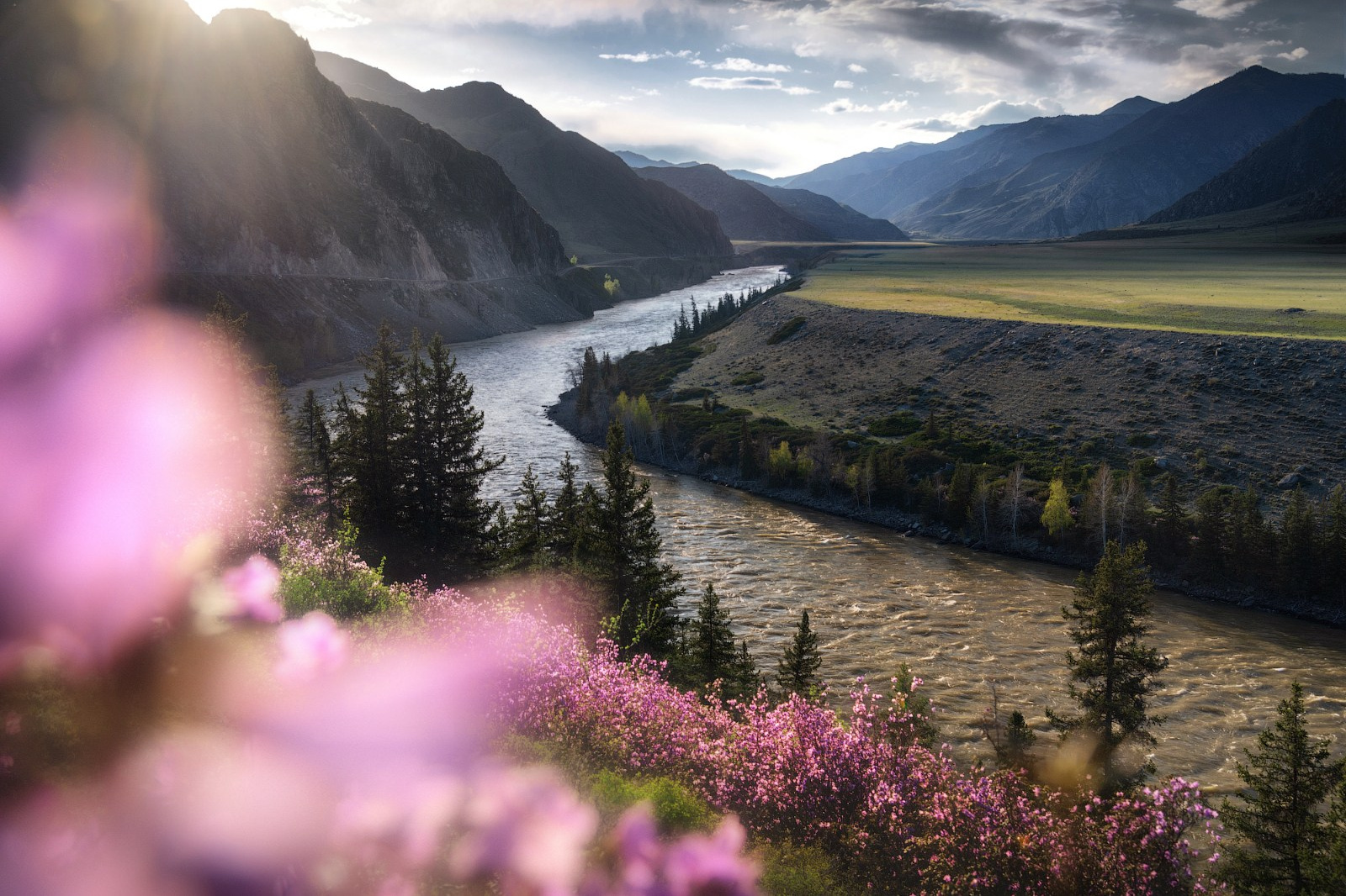 Фототур на Алтай Весеннее цветение. Профессиональный пейзажный фотограф Алёна Рубан