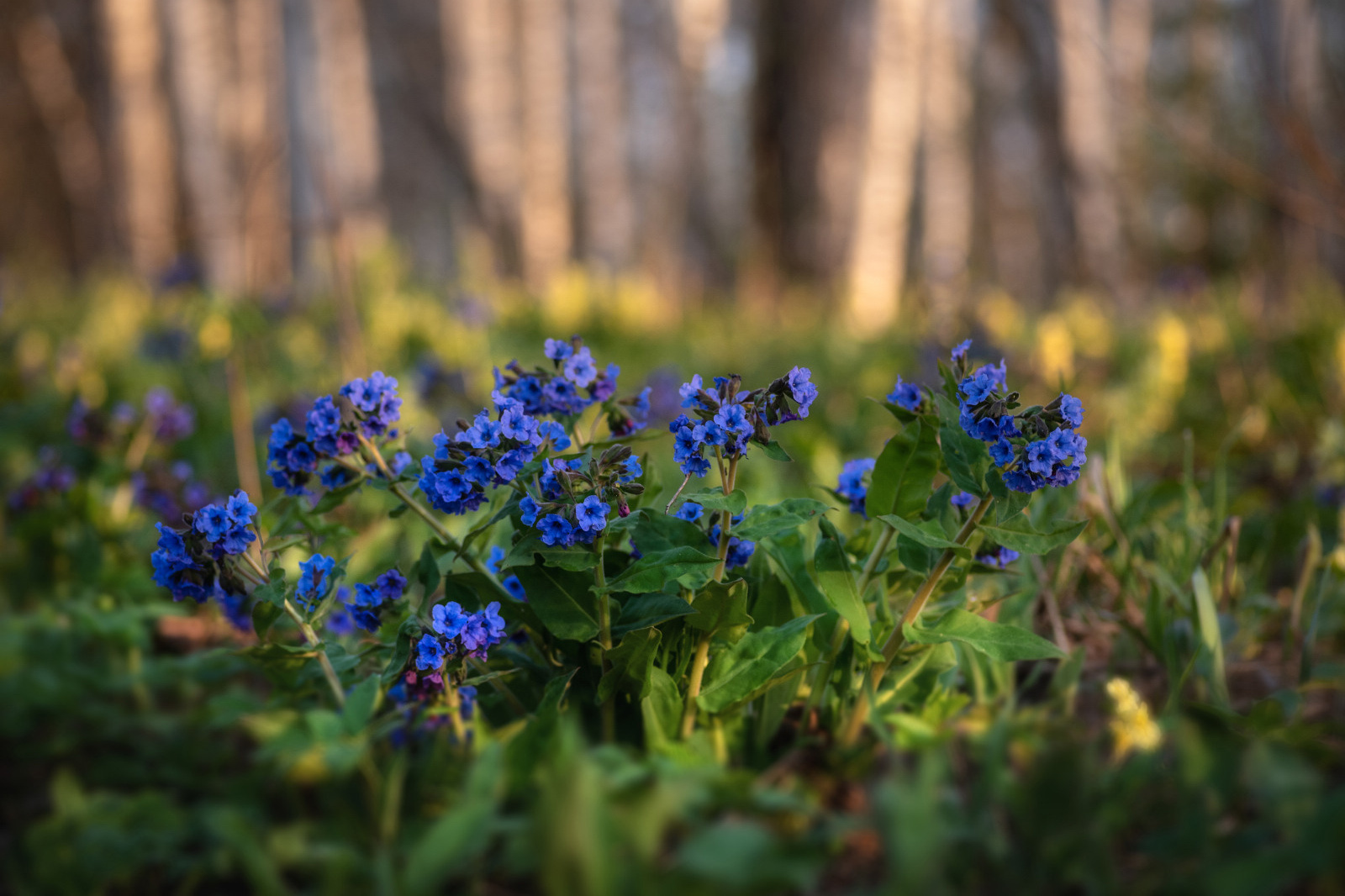 Салаирская медуница. Автор Алена Рубан